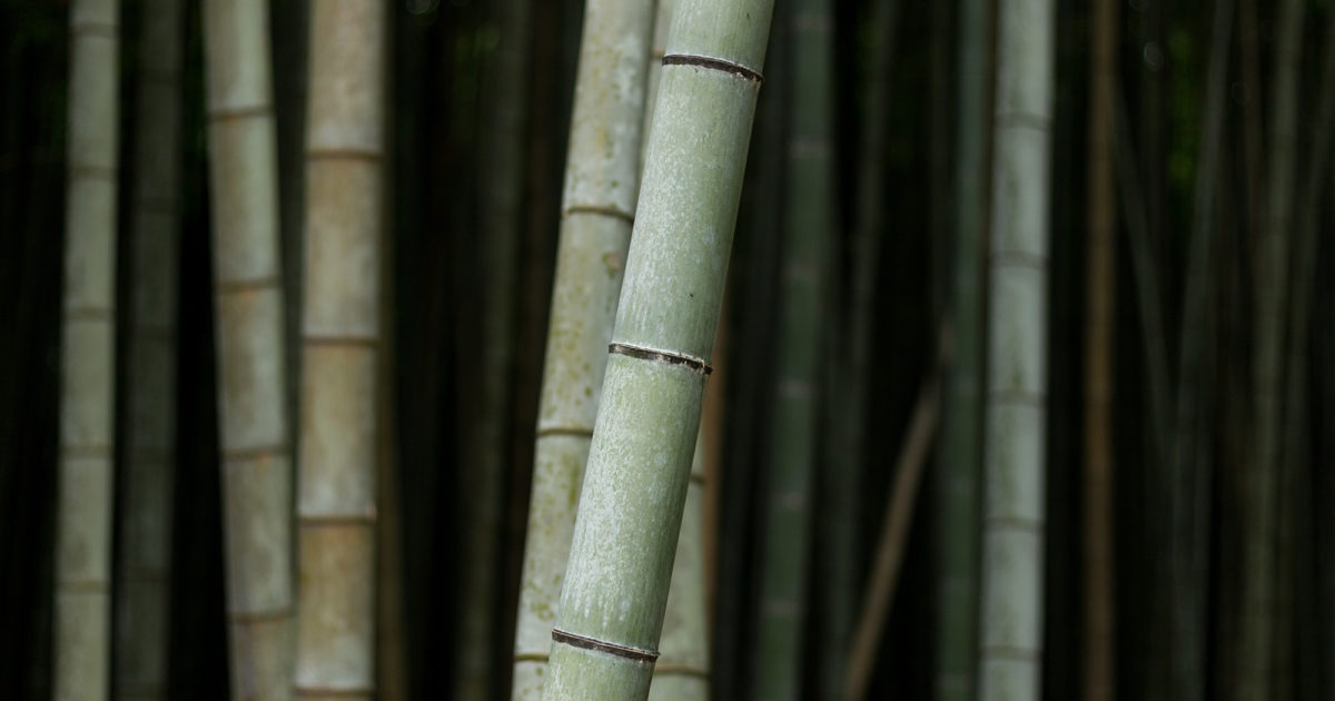 Fibre de bambou : attention au greenwashing