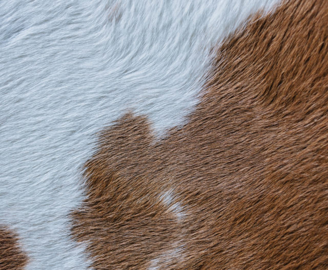 How Ethical Is Fur? Good On You