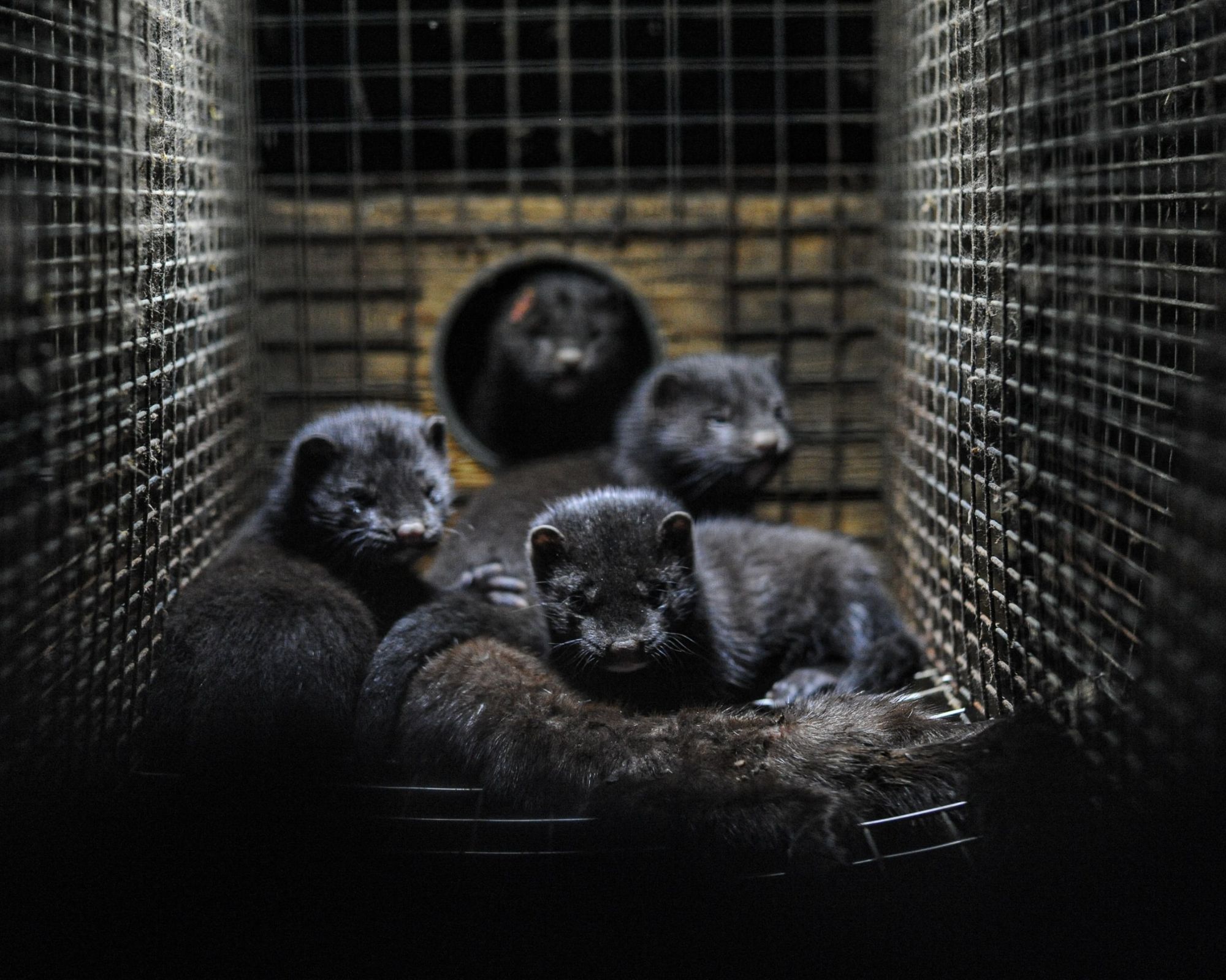 A group of minks hold the body of their dead mother in a fur factory farming cage.