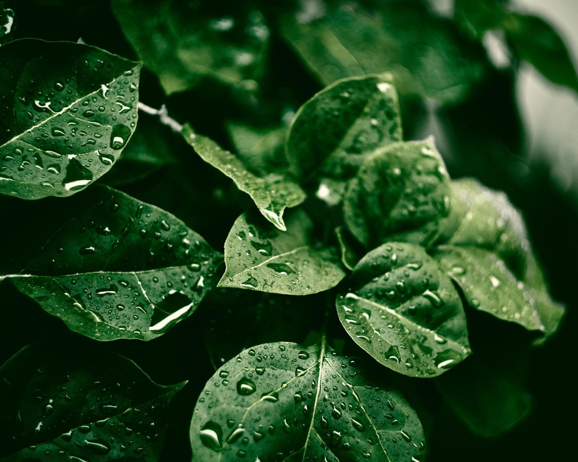 greenwashing water on leaves