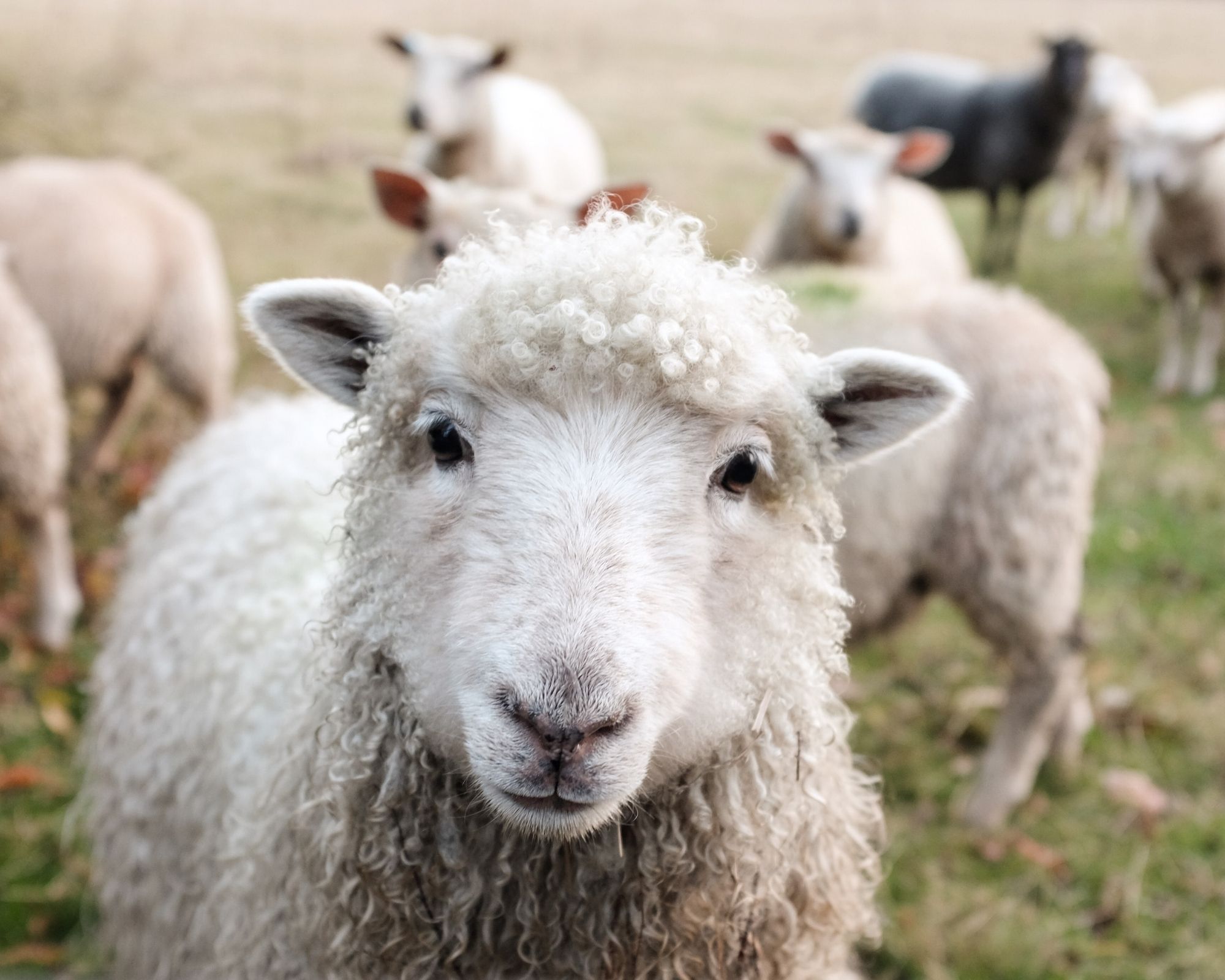 Close up of a sheep's face in a field with other sheep.