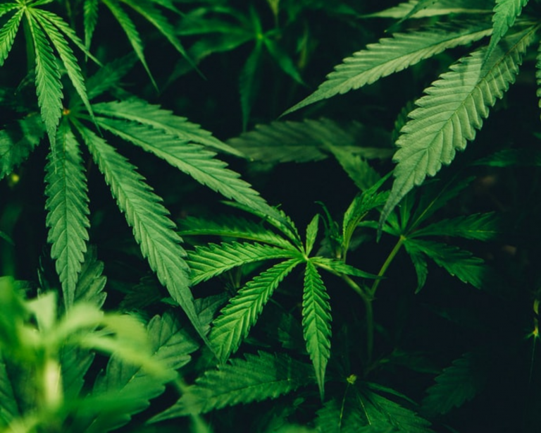 Material Guide How Sustainable is Hemp Fabric? Good On You