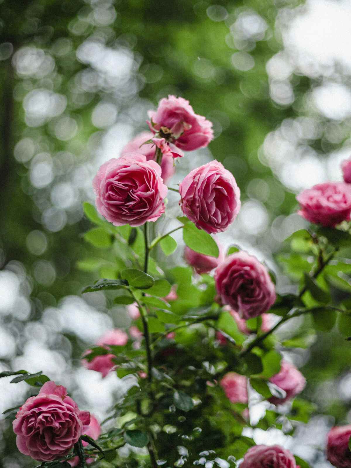 pink roses