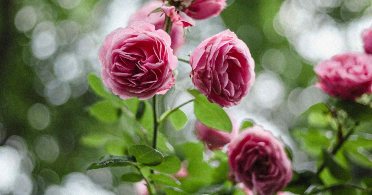 Better Brand Edit: Celebrate Love With These More Sustainable Valentine’s Day Gift Ideas