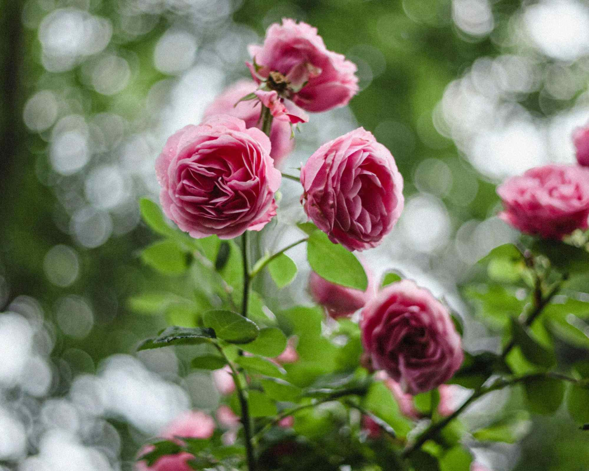 pink roses