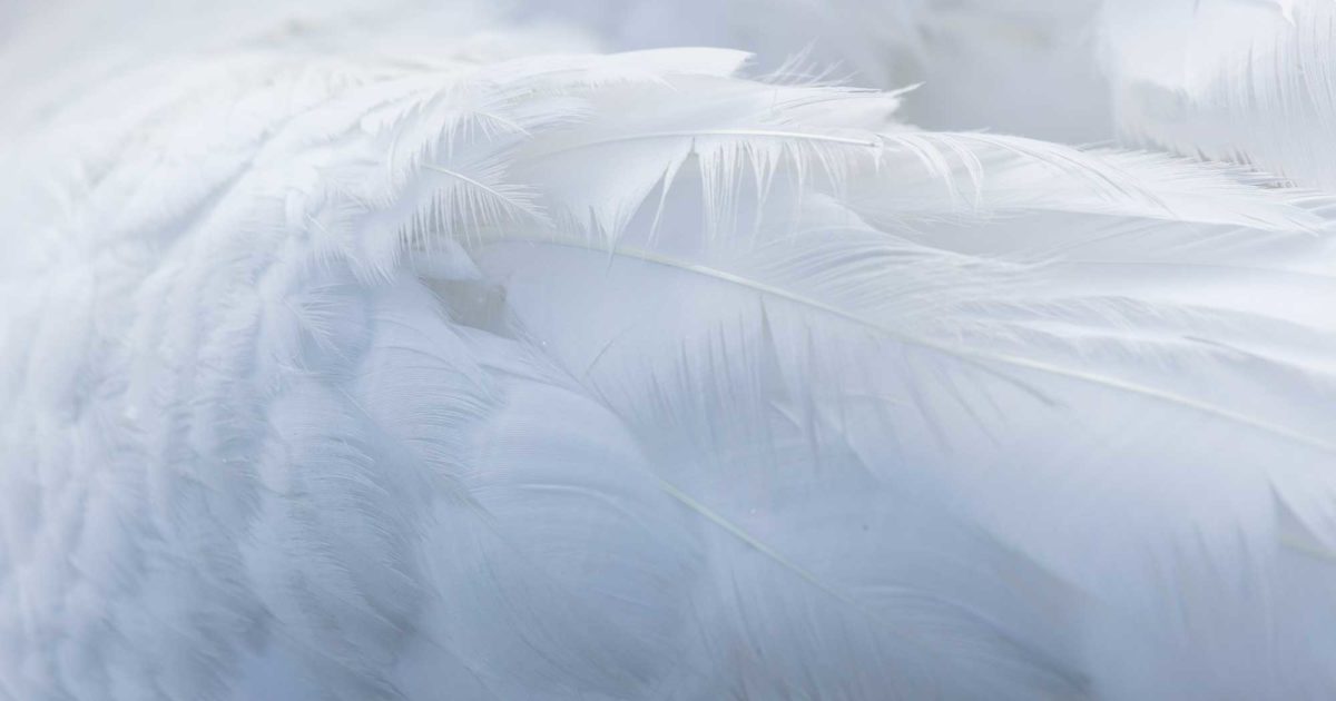 Material Guide Is Down Feather Ethical and Sustainable? Good On You