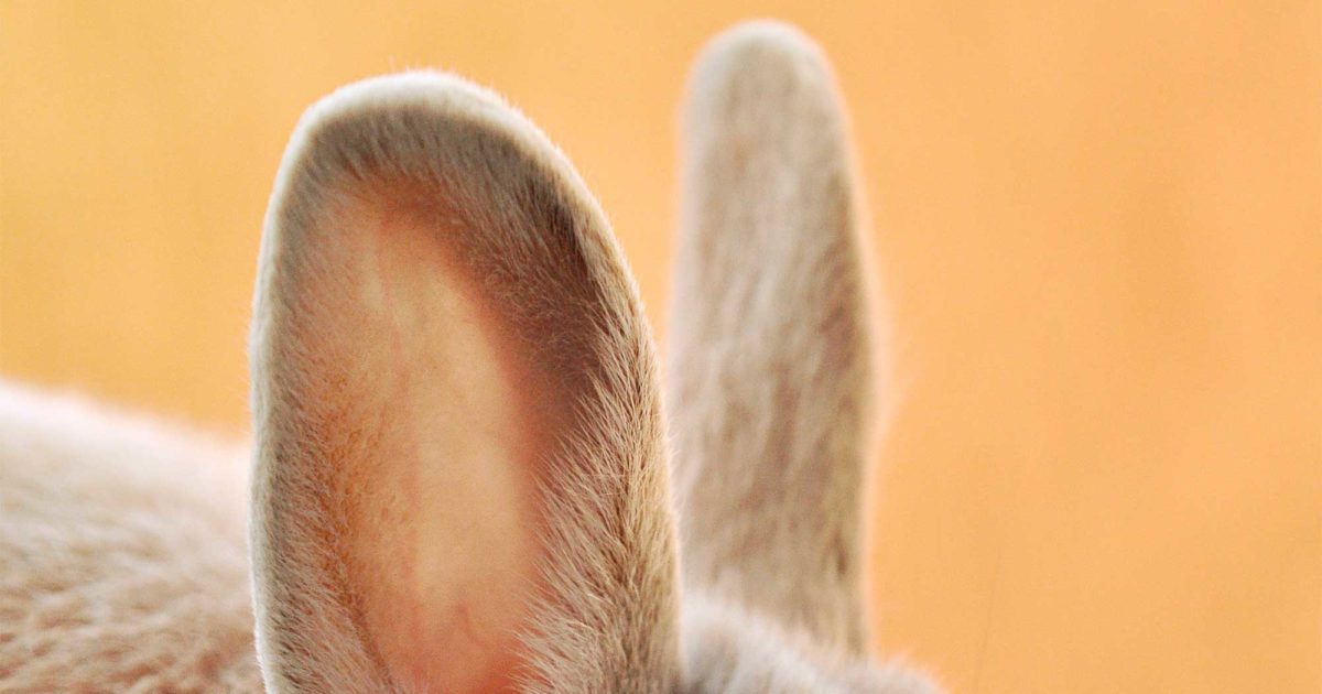 Louis Vuitton: Using Animal Skins Is Not Humane