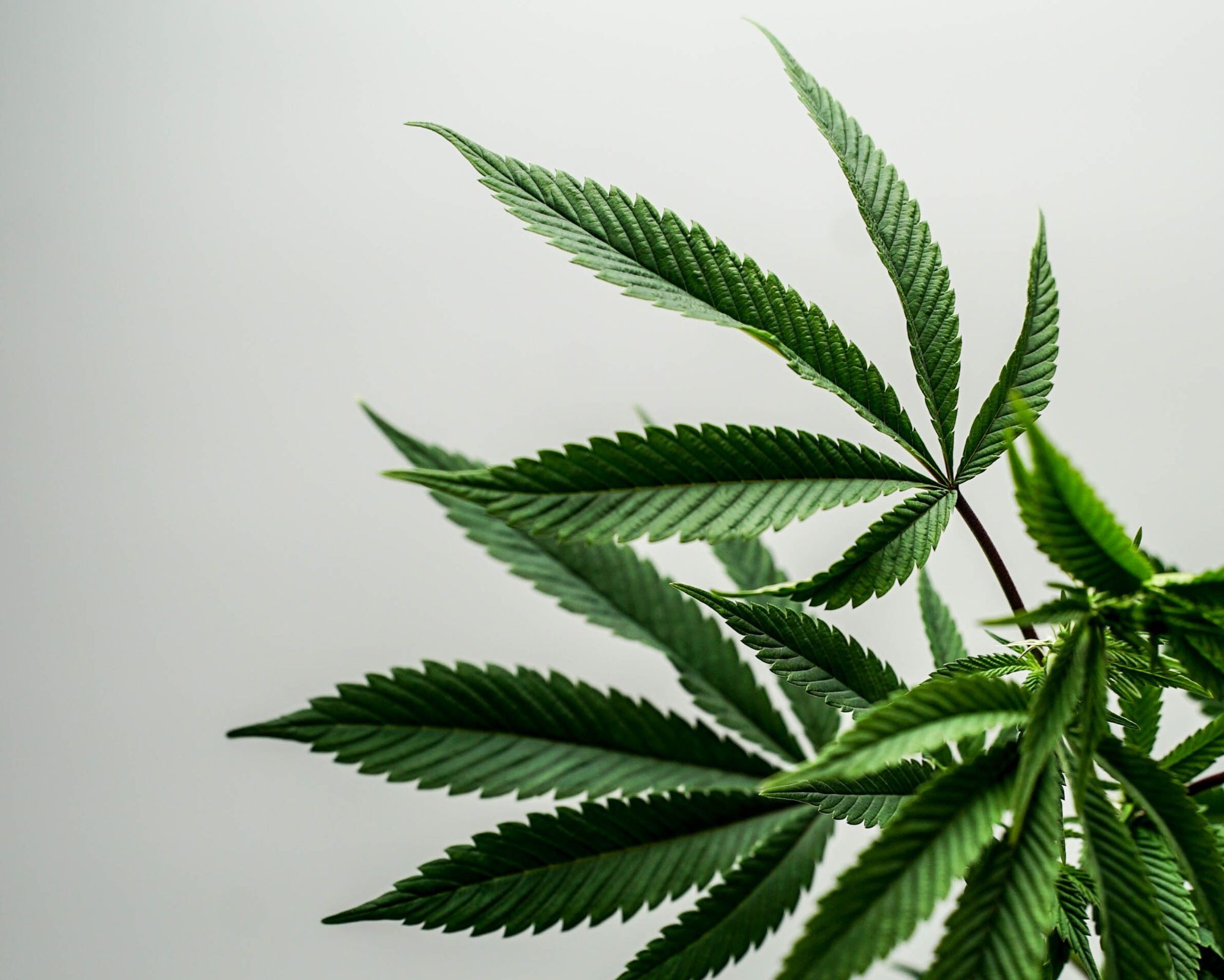 Close up of hemp leaves.