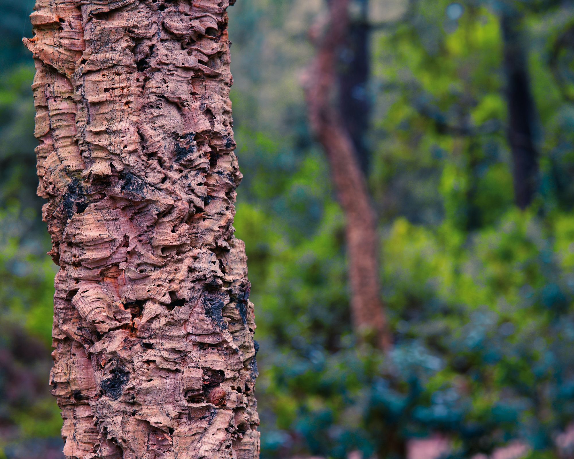 A cork oak tree in a forest.