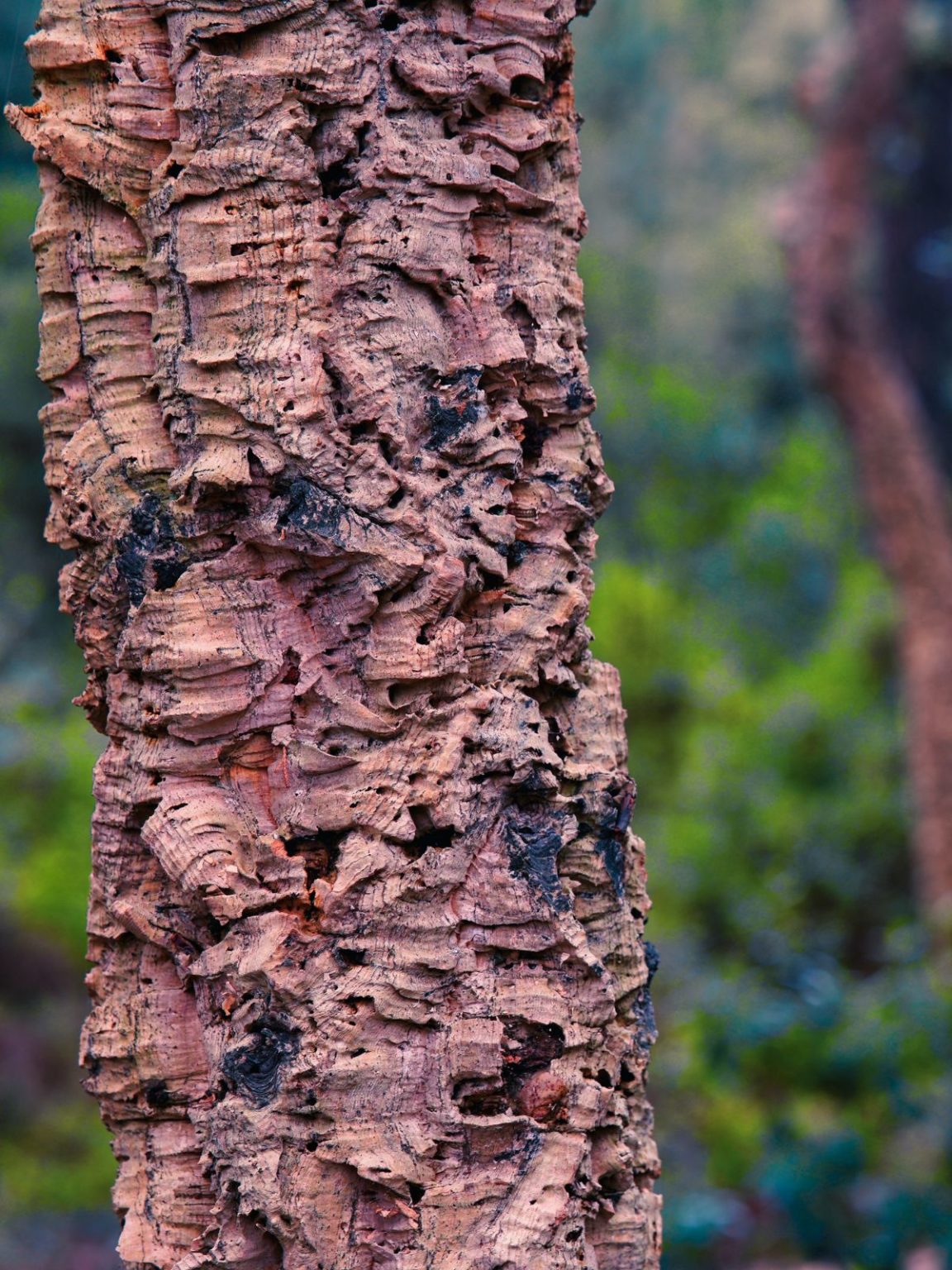 Material Guide What is Viscose and Is It Sustainable? Good On You