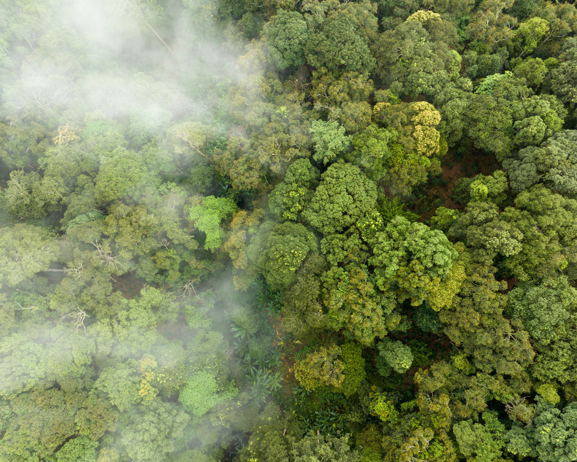 Mist appears over the top of a forest, seen from above.