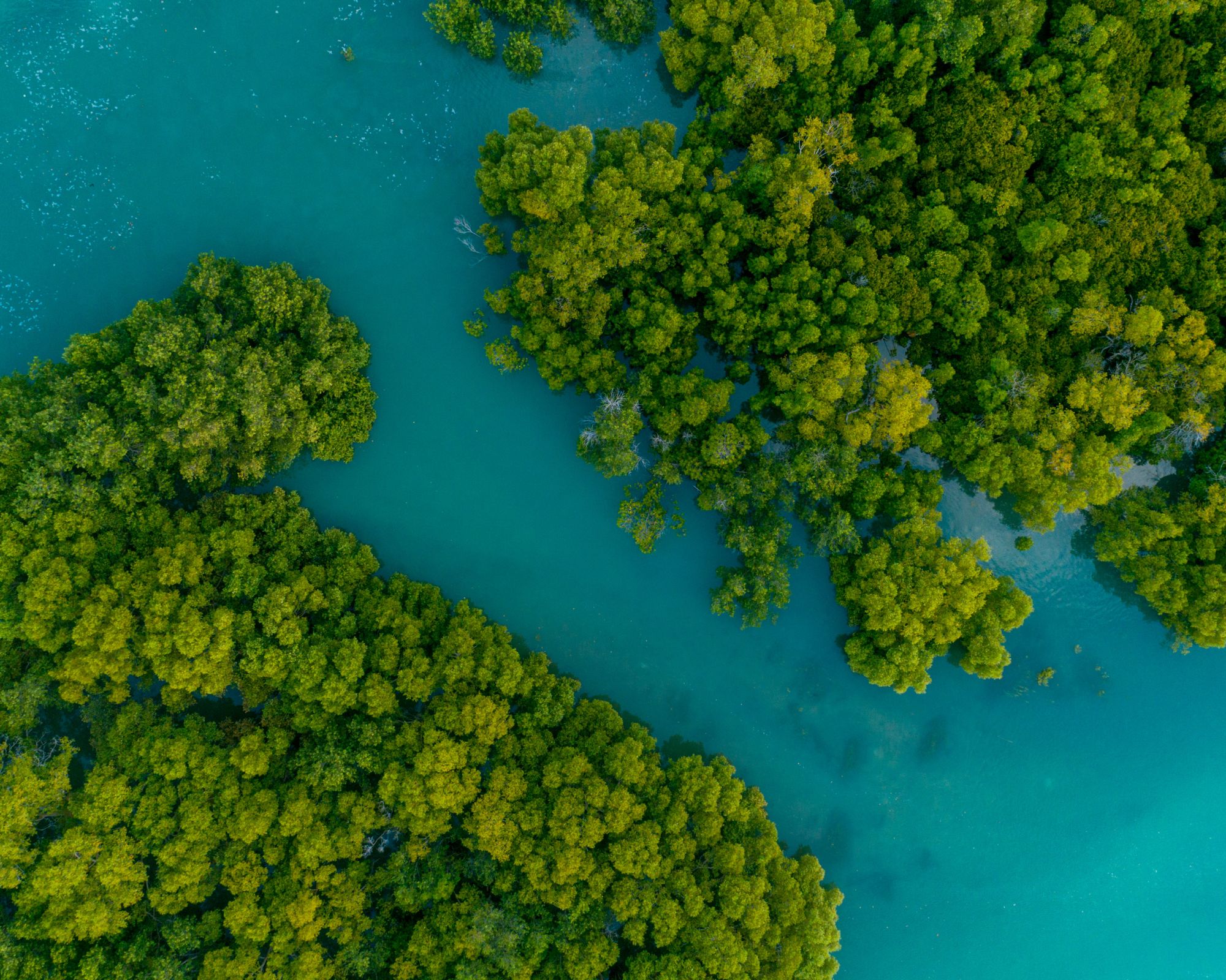 A bird's eye view of a clear blue river running through bright green forest on either side.