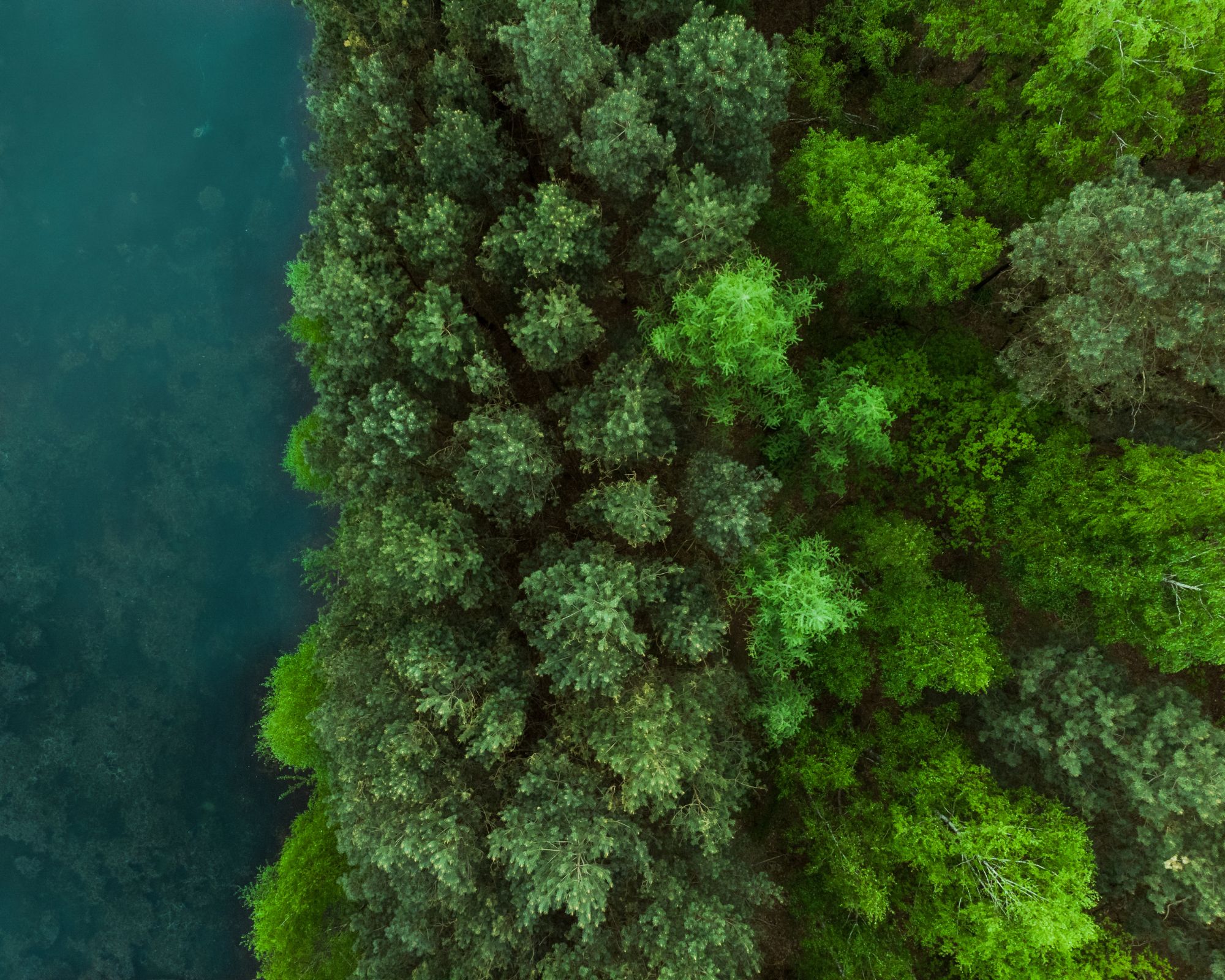 An aerial view of a forest alongside a river.