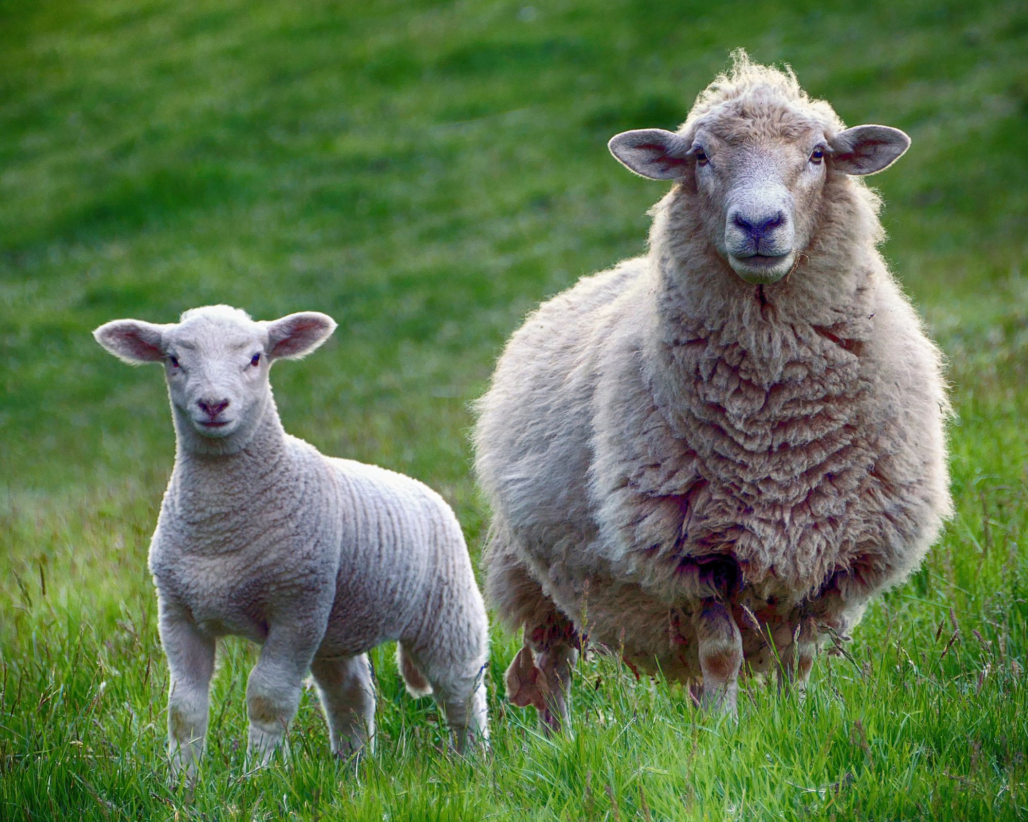 Two white sheep standing in a green field.