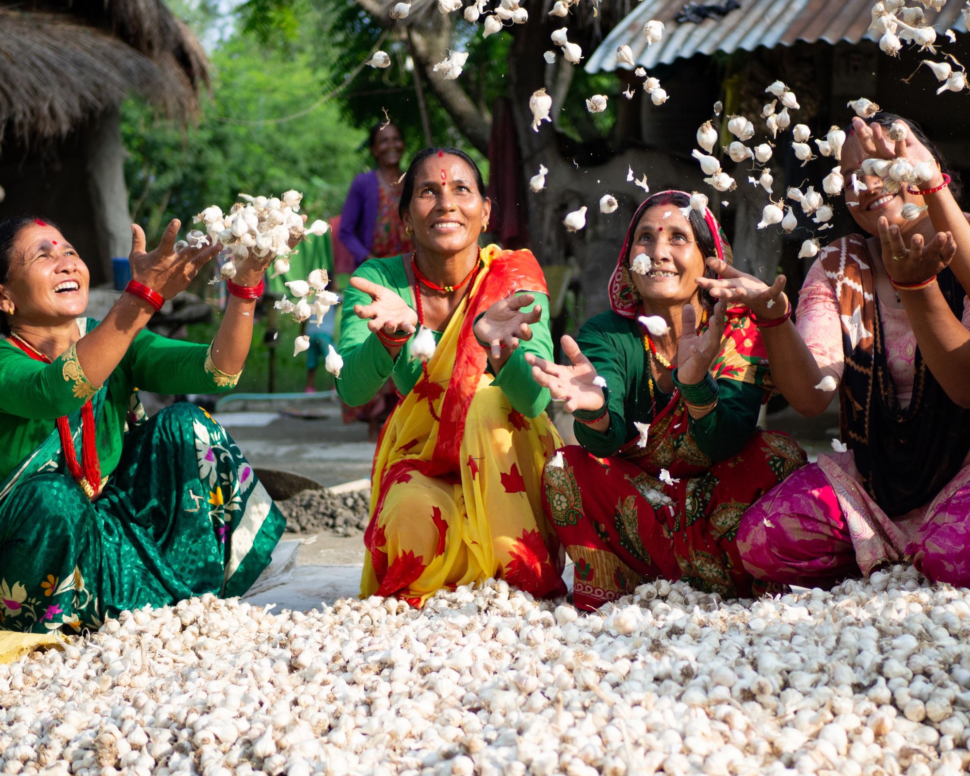 A group of women in Nepal wearing traditional colourful clothing and kneeling in front of a pile of garlic which they are throwing into the air in celebration.