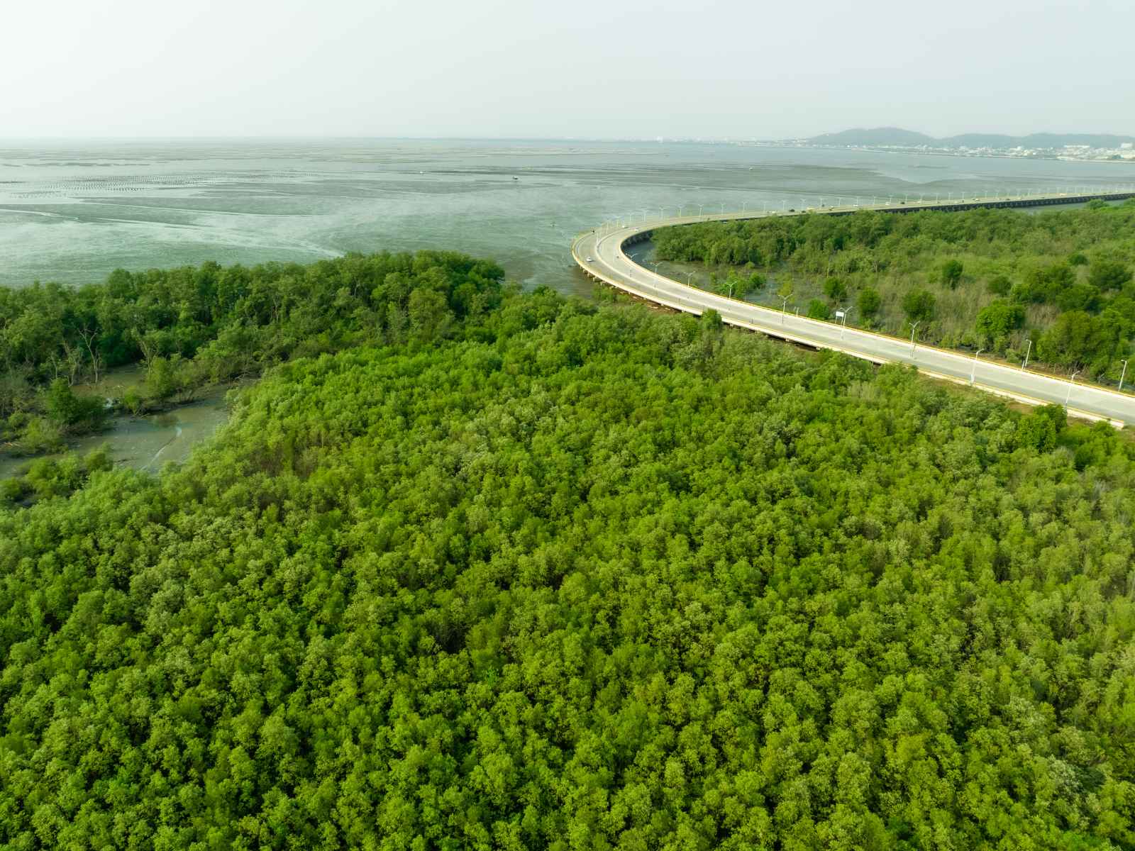 Mangrove forest seen from above
