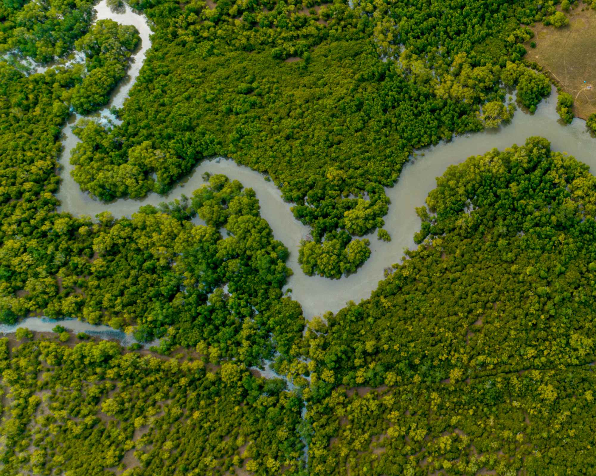 Overhead shot of river and forest