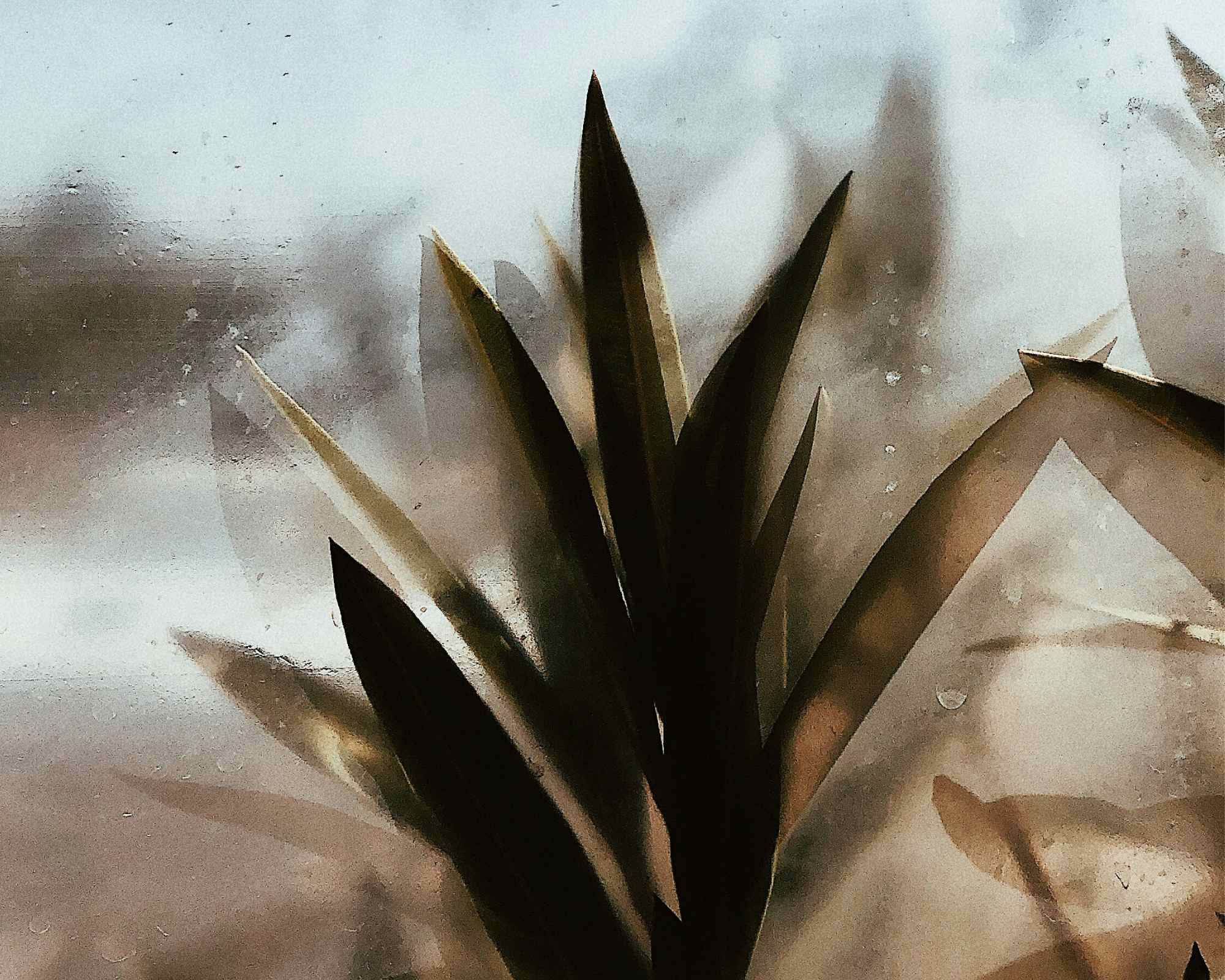 Plant leaves surrounded by shadows