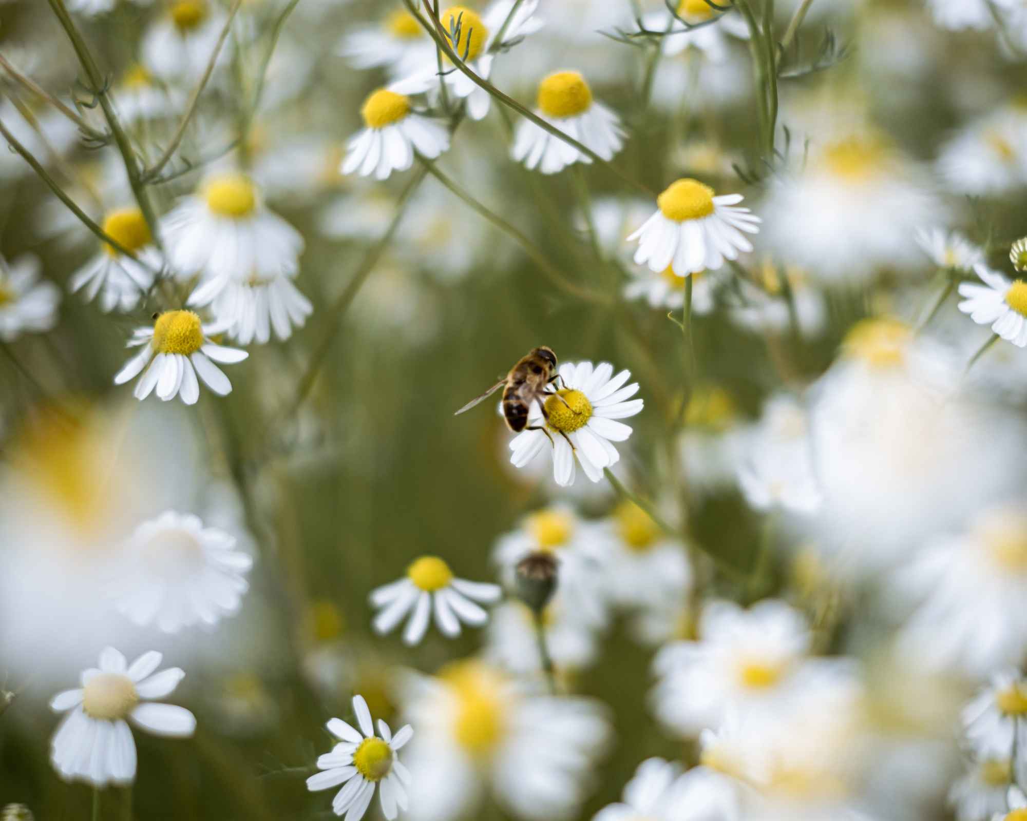 Bee pollinating a daisy