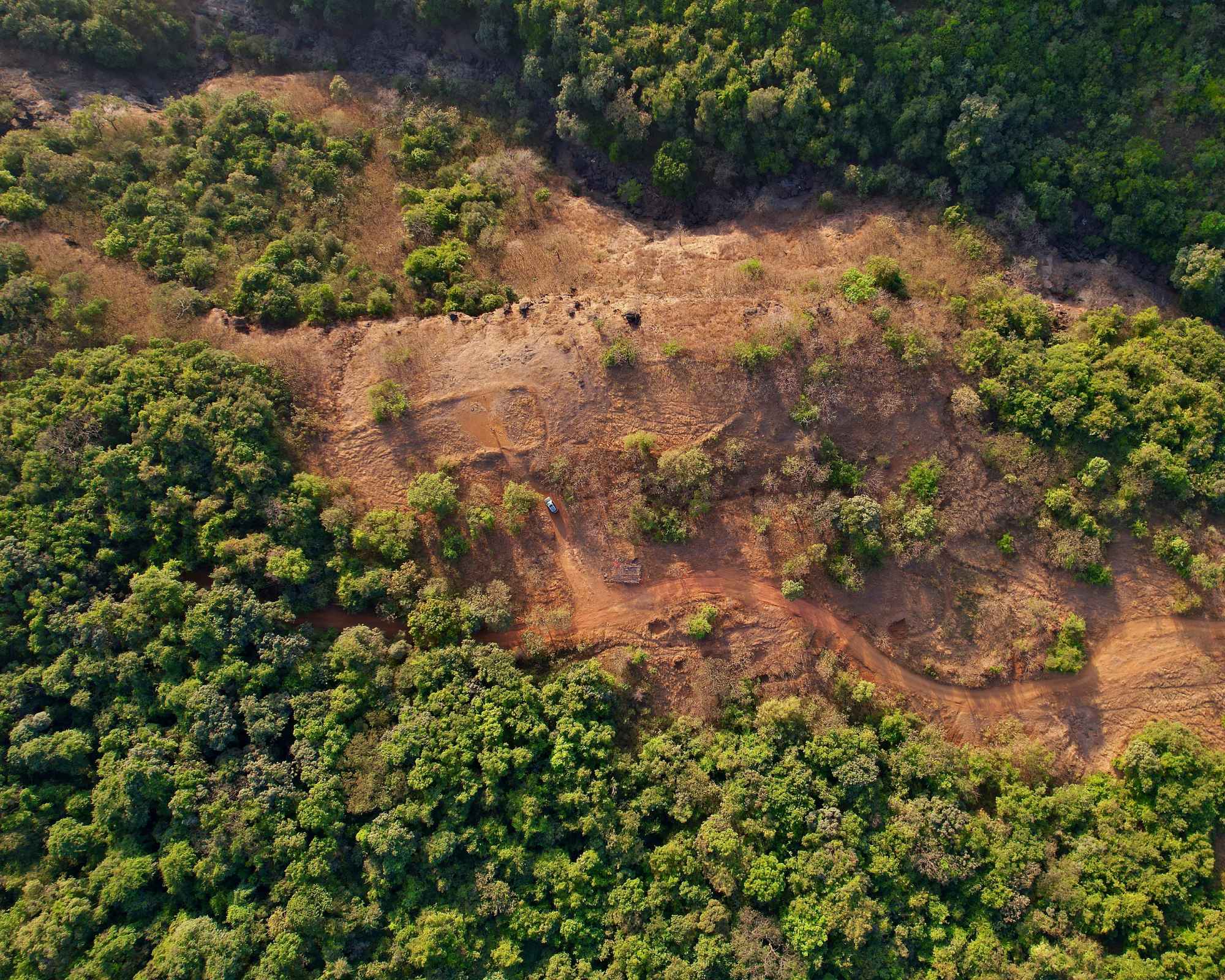 forest seen from above