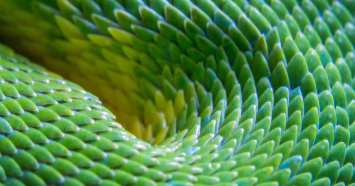 Is Snakeskin Ethical? A Look at Fashion’s Favourite Exotic Material ...