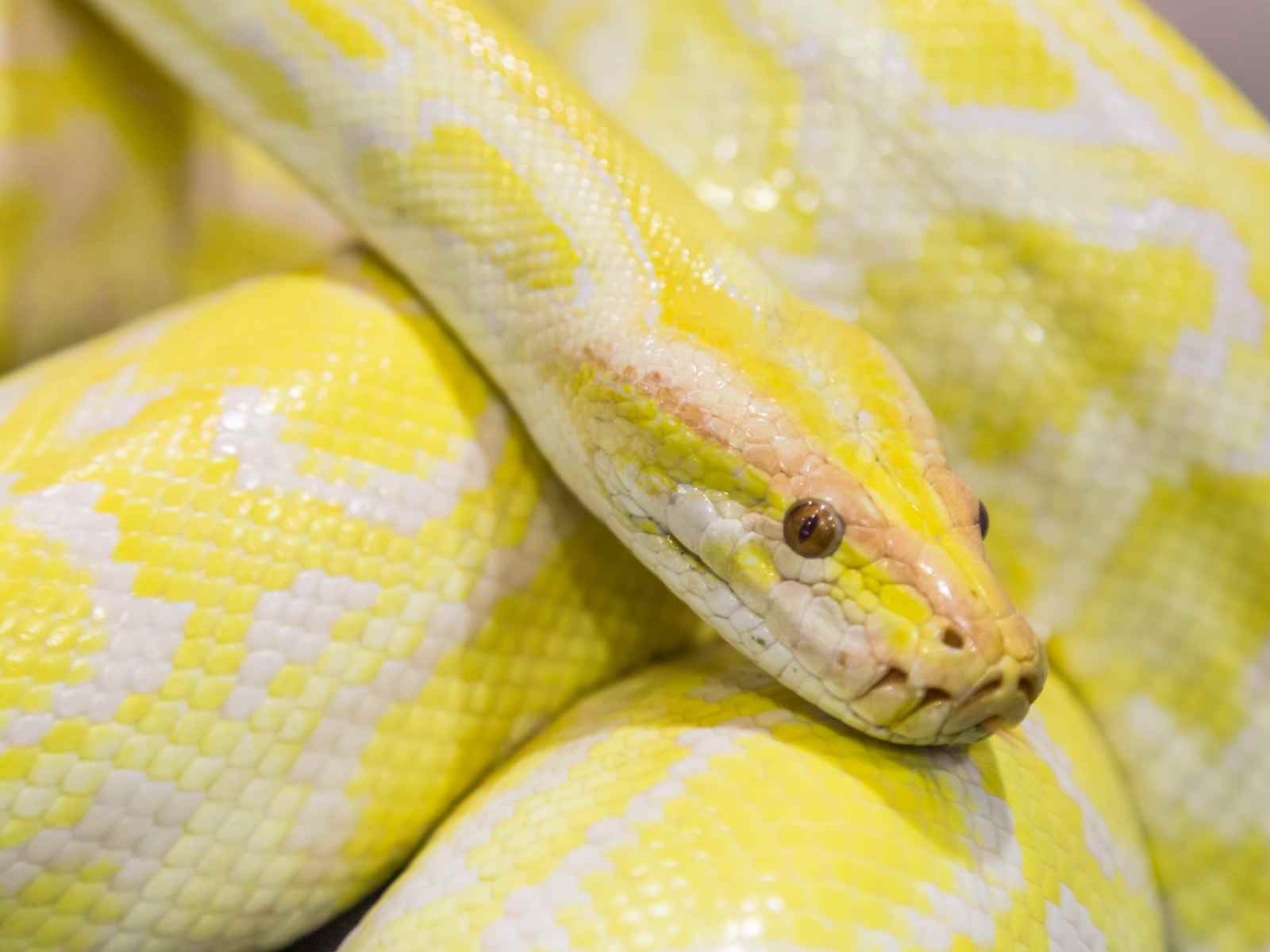 Yellow and white reticulated python