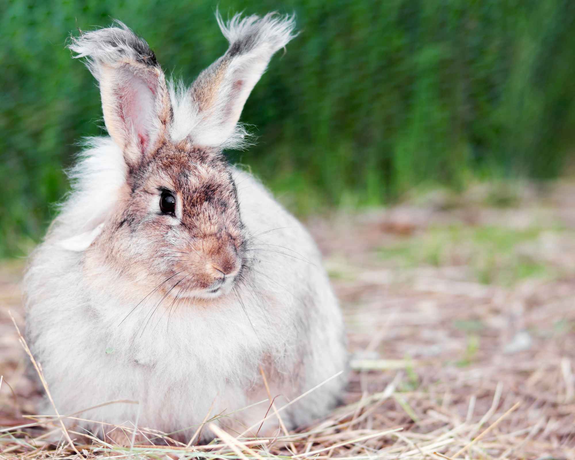 Angora rabbit on straw