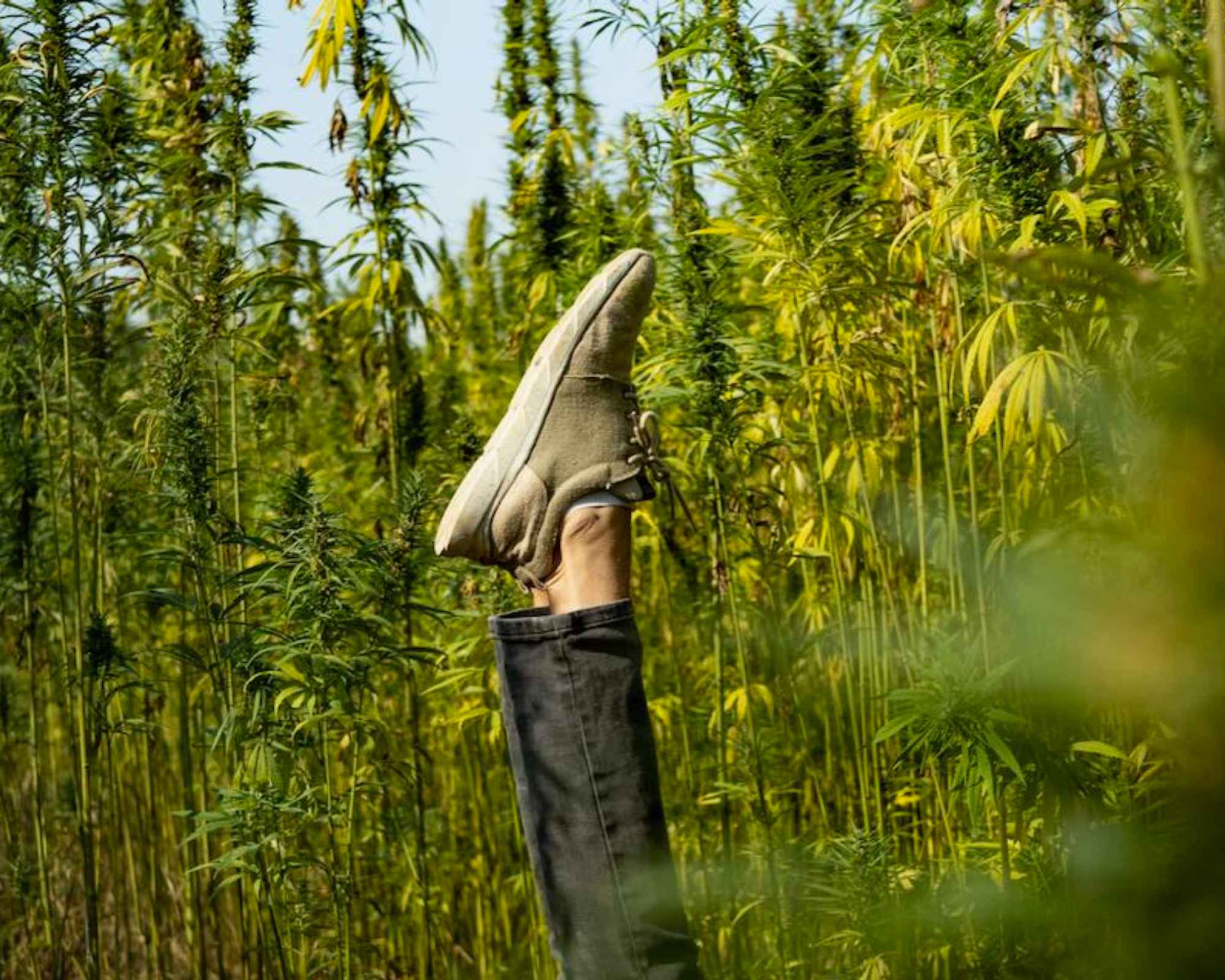 Person wearing hemp trainers from 8000kicks