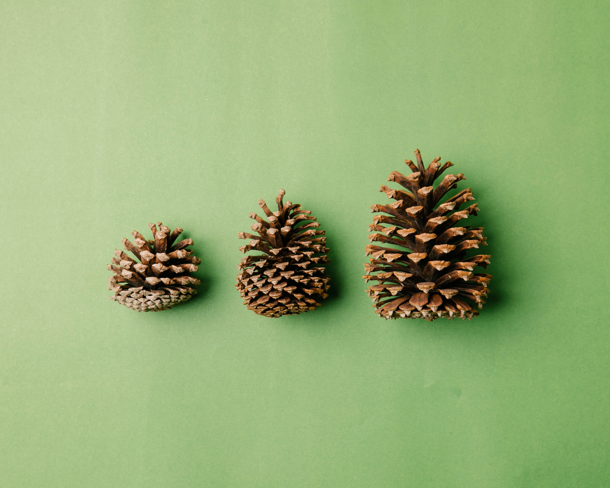 three differently sized pinecones on a green background