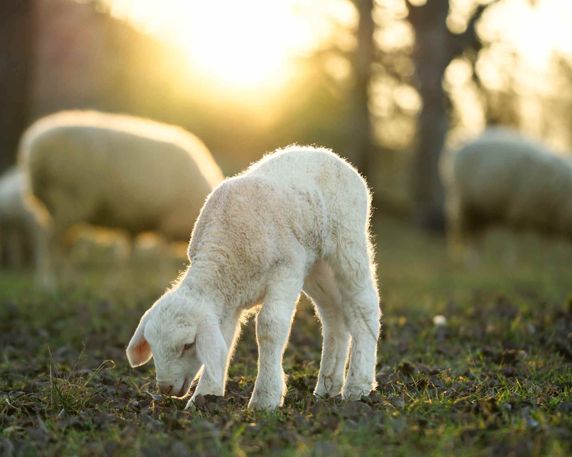 Lamb in field