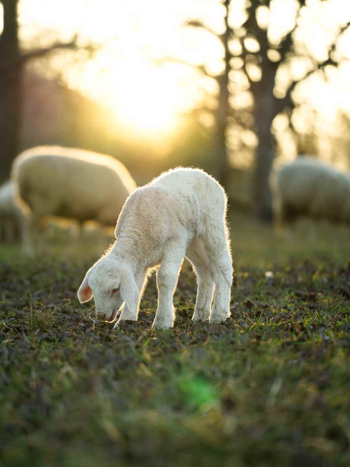 Lamb in field