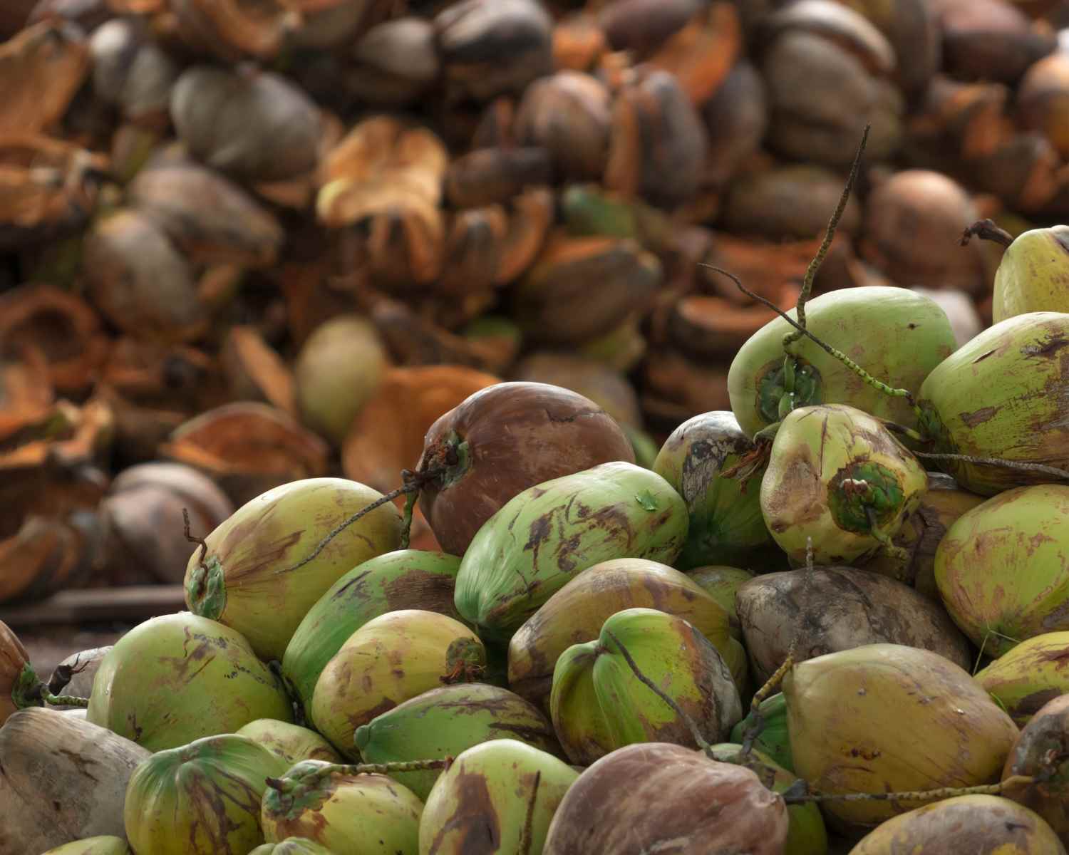 Piles of harvested coconuts