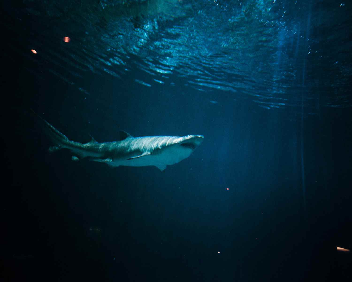 Shark swimming in the ocean