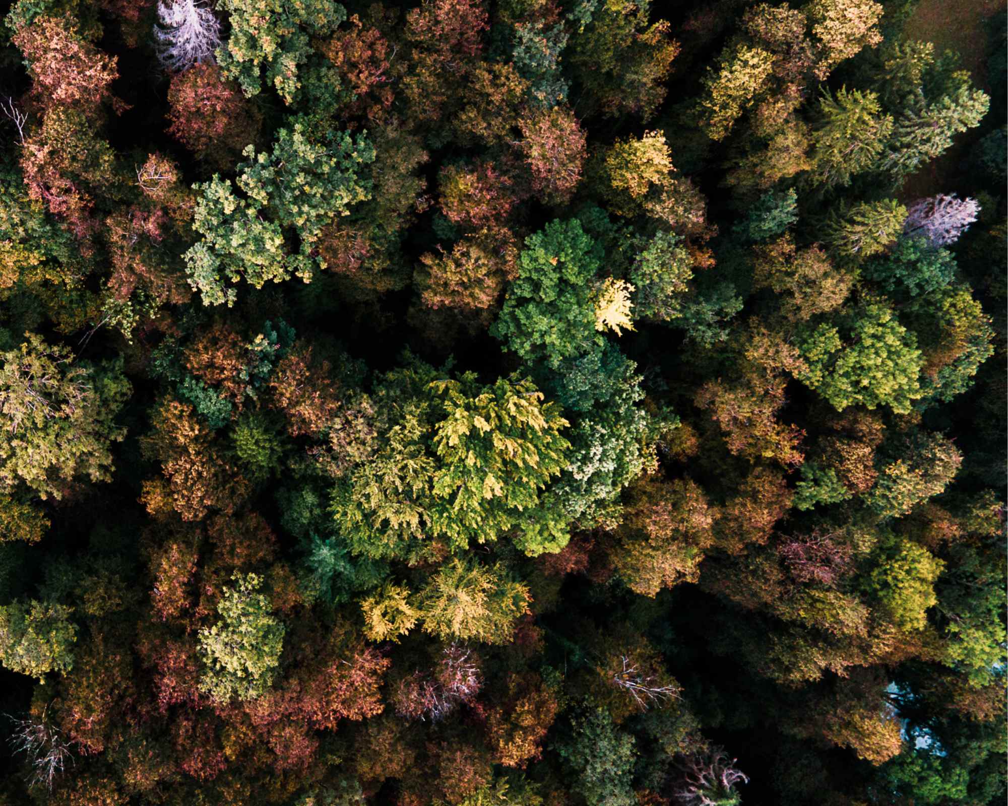 Trees from above in autumn