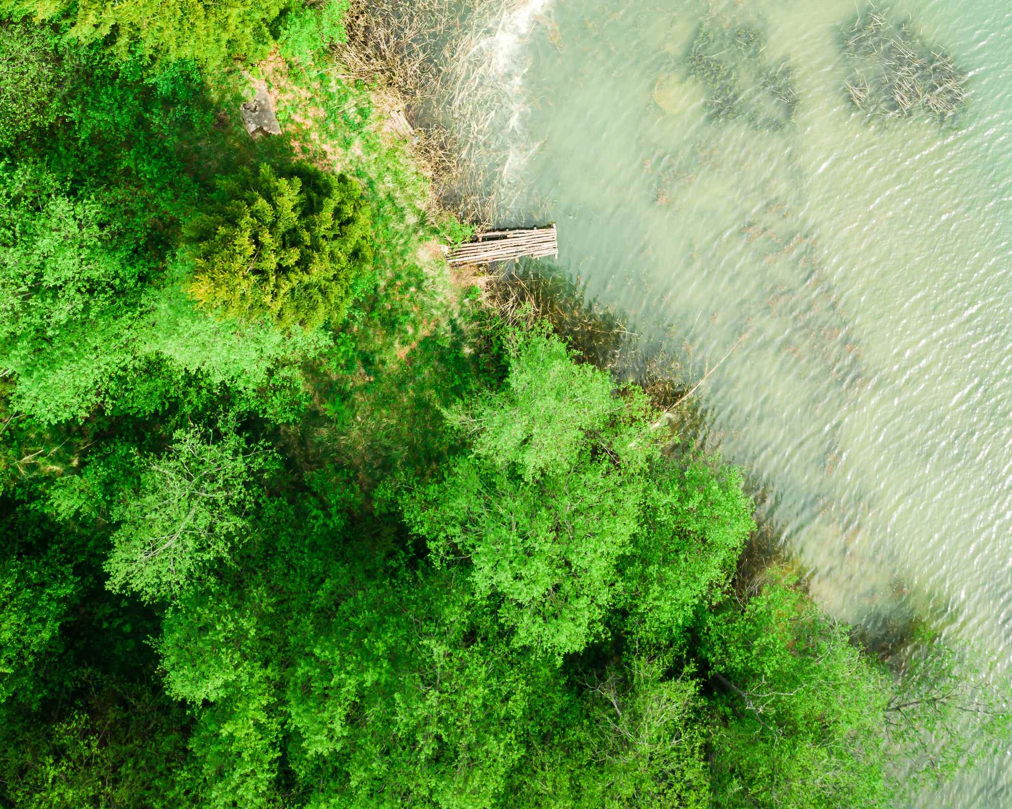 forest and lake from above