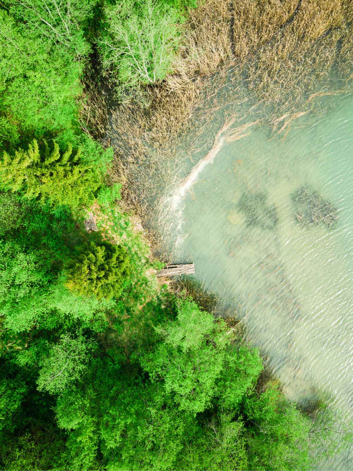 forest and lake from above