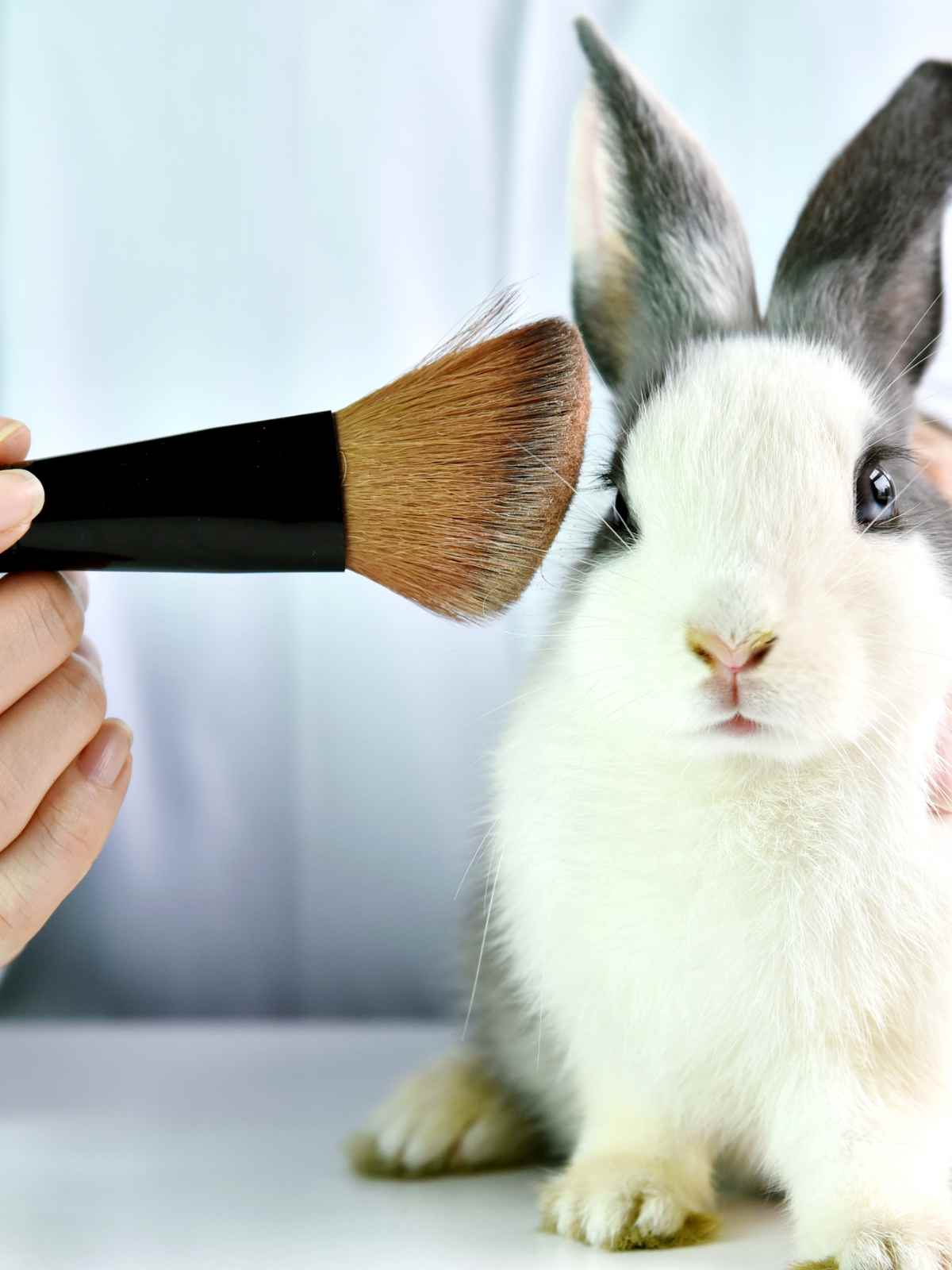 rabbit undergoing animal testing