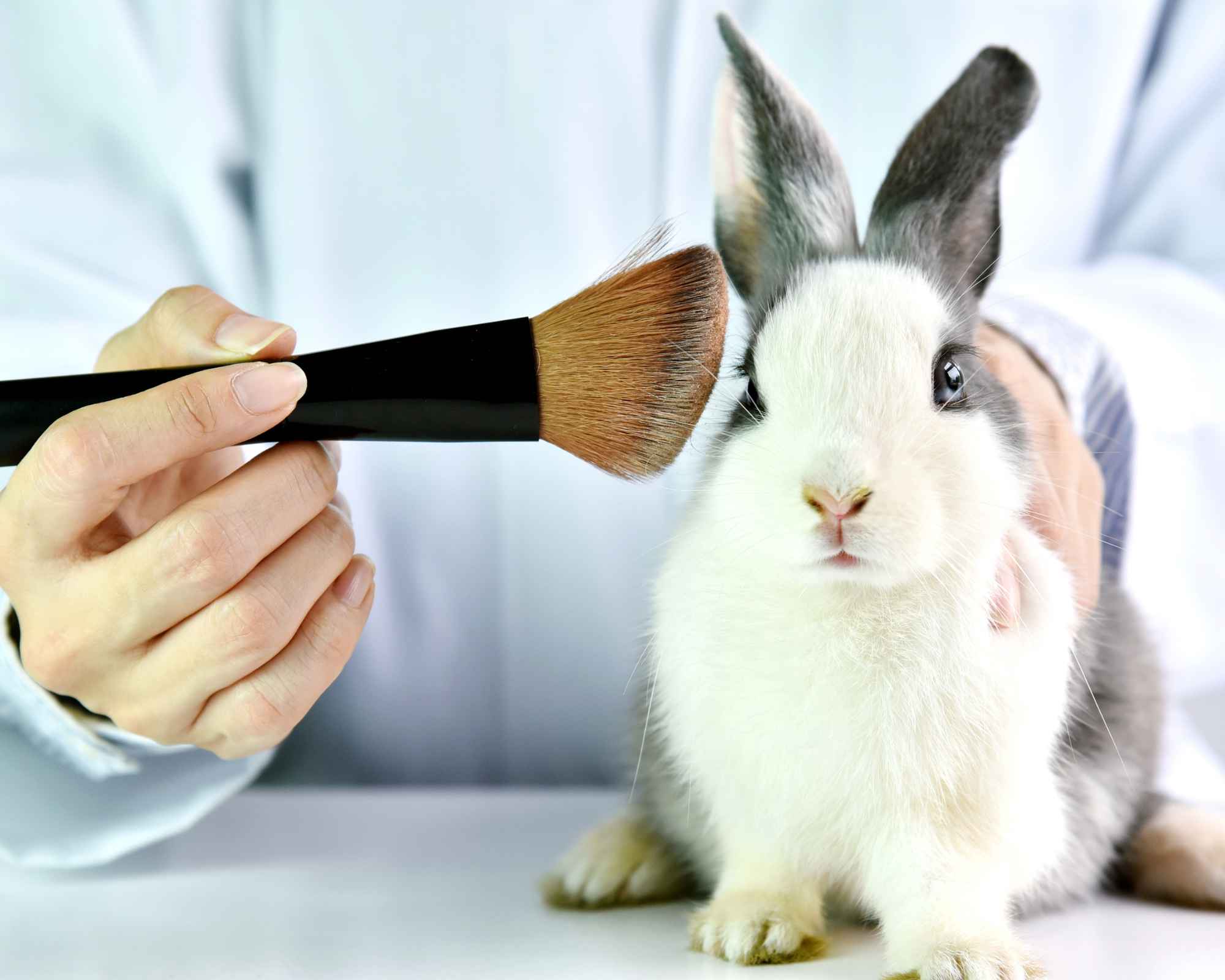 rabbit undergoing animal testing