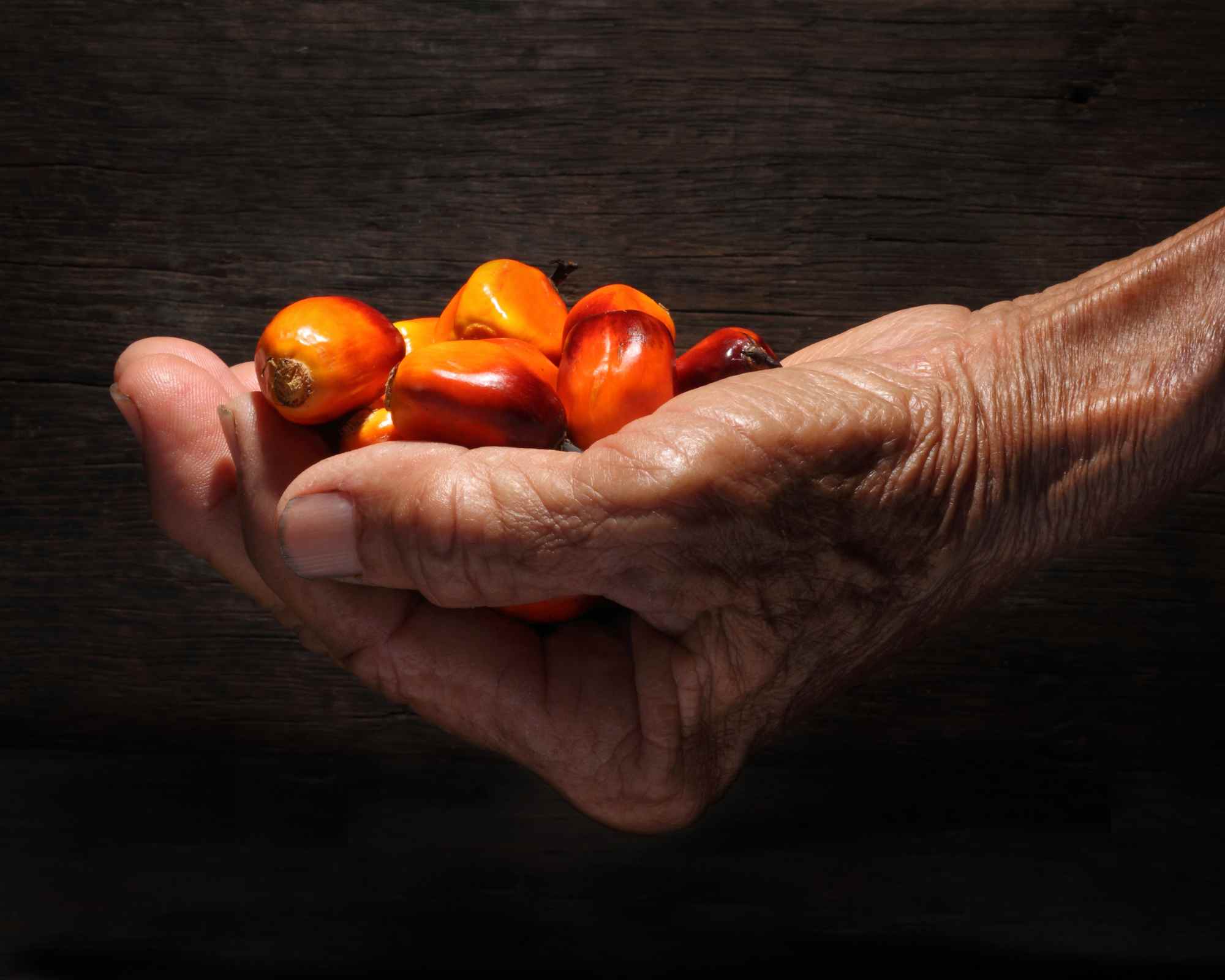person's hand holding oil palm fruits