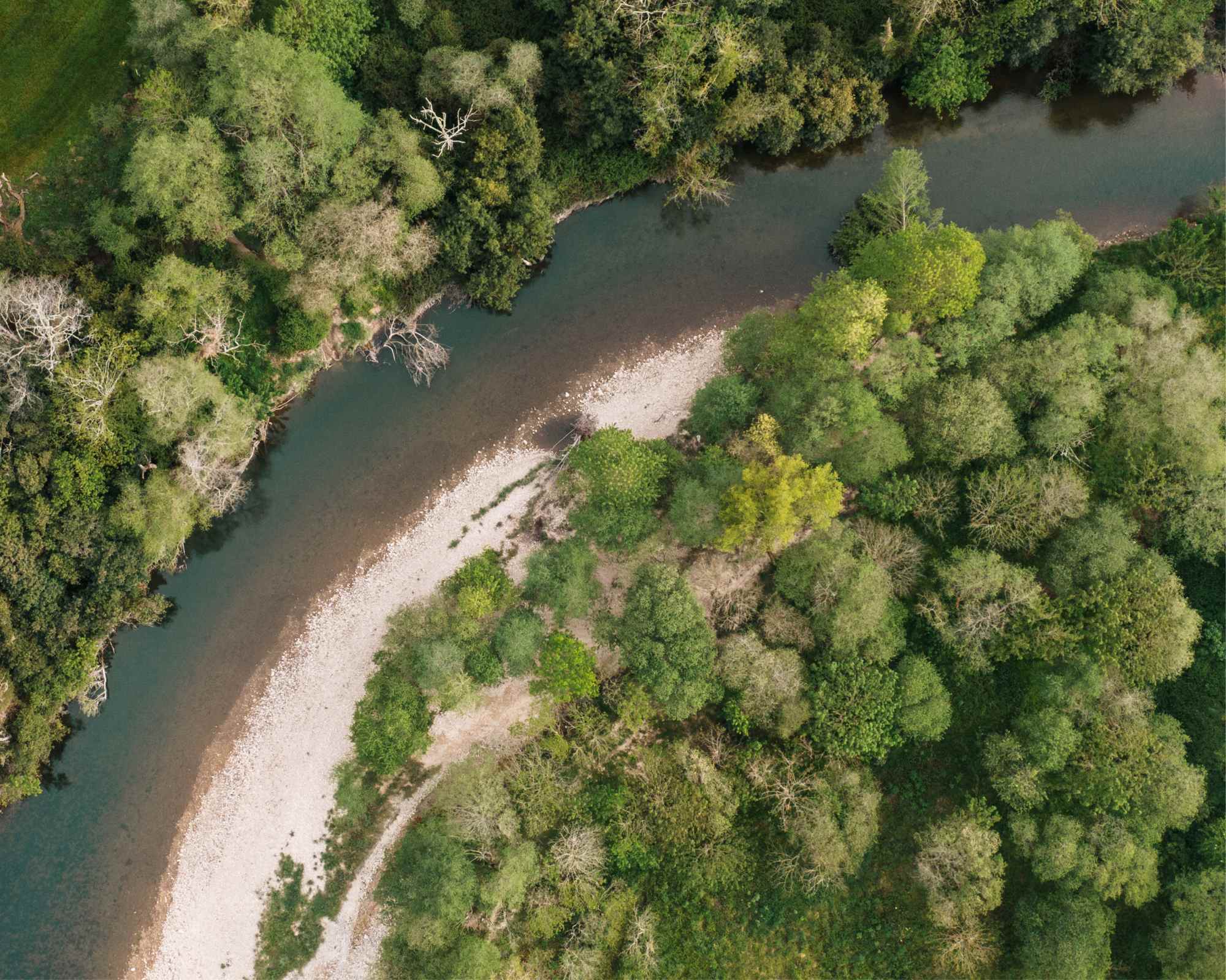 river and trees from above