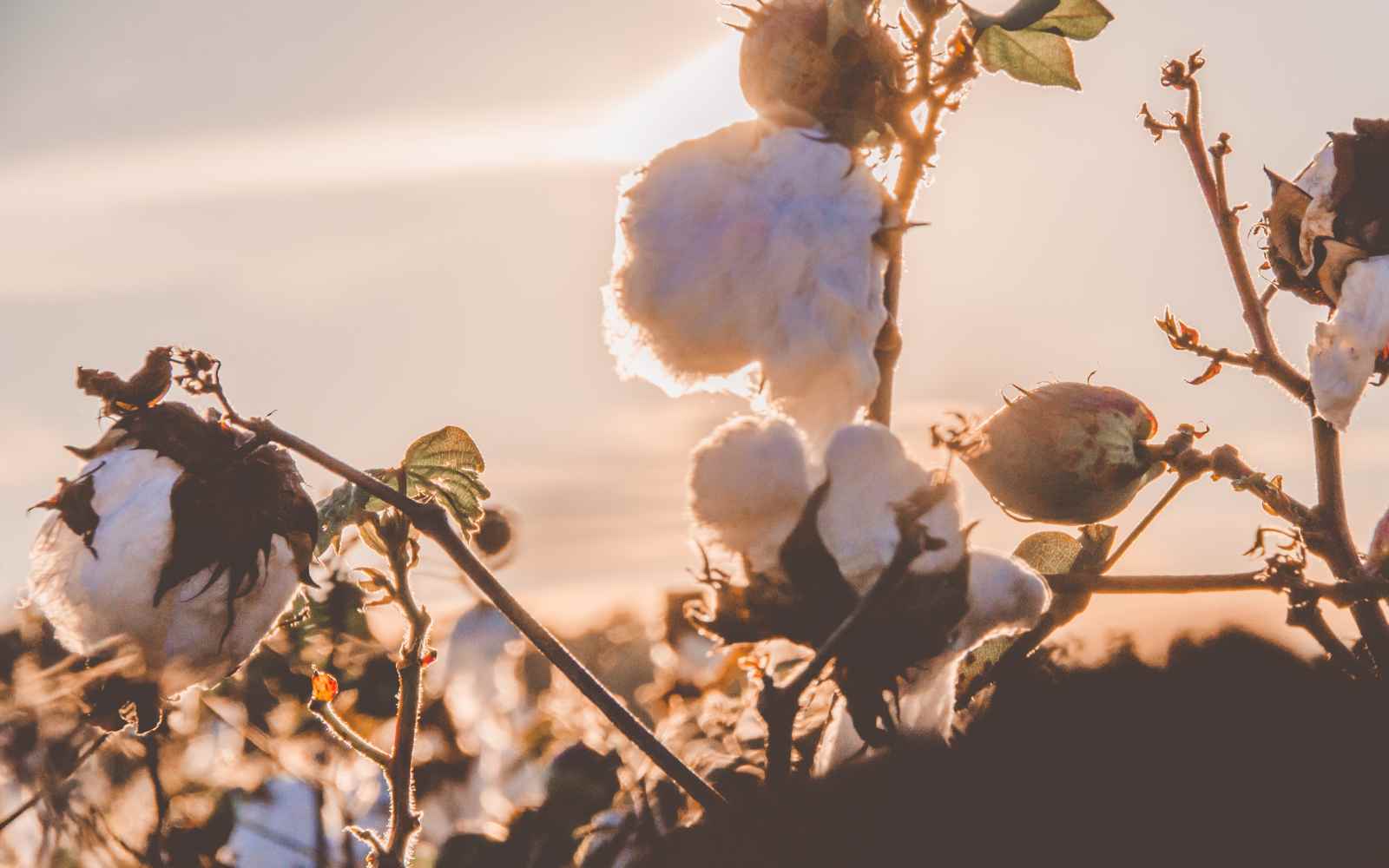 close up of cotton in a field