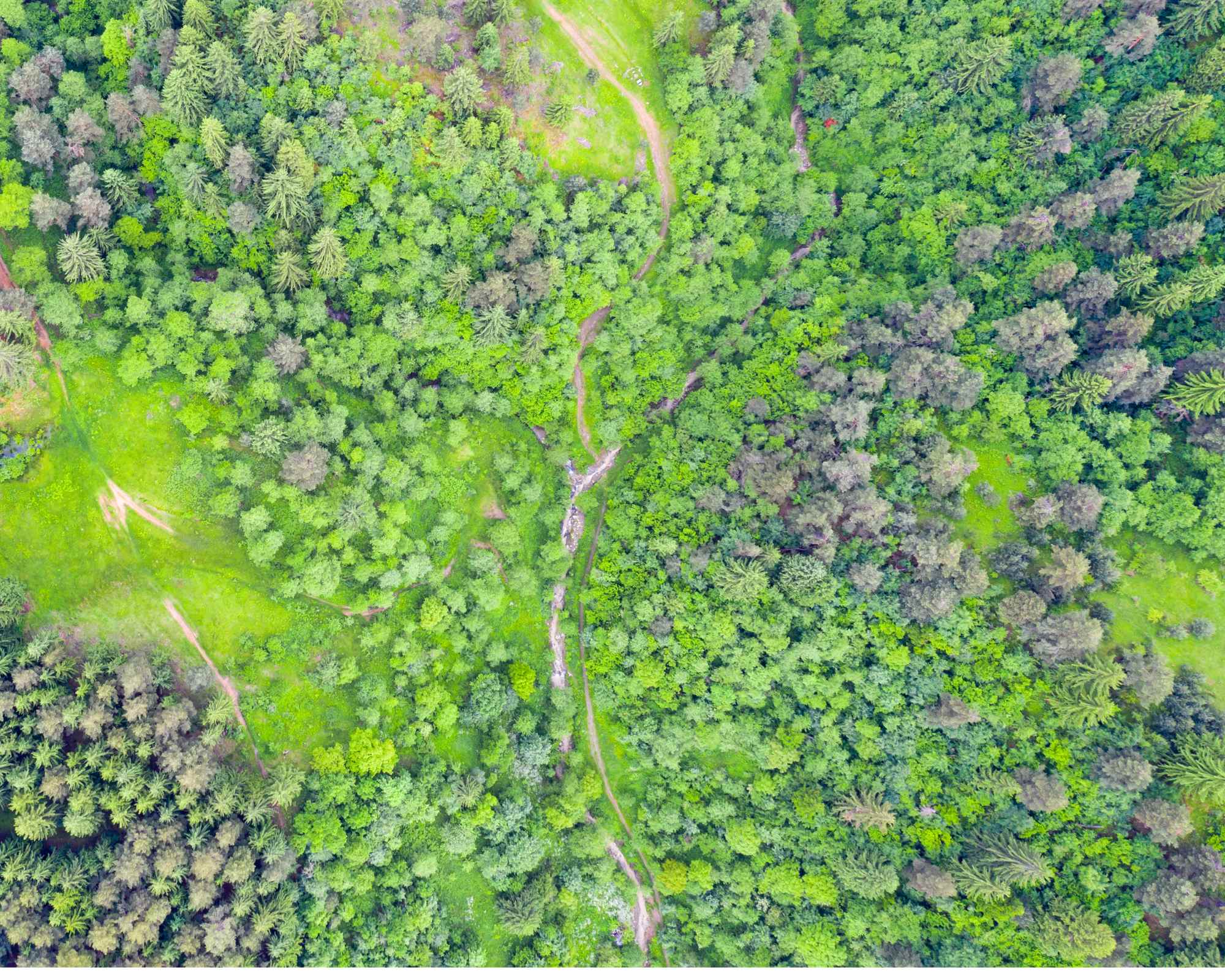 forest seen from above