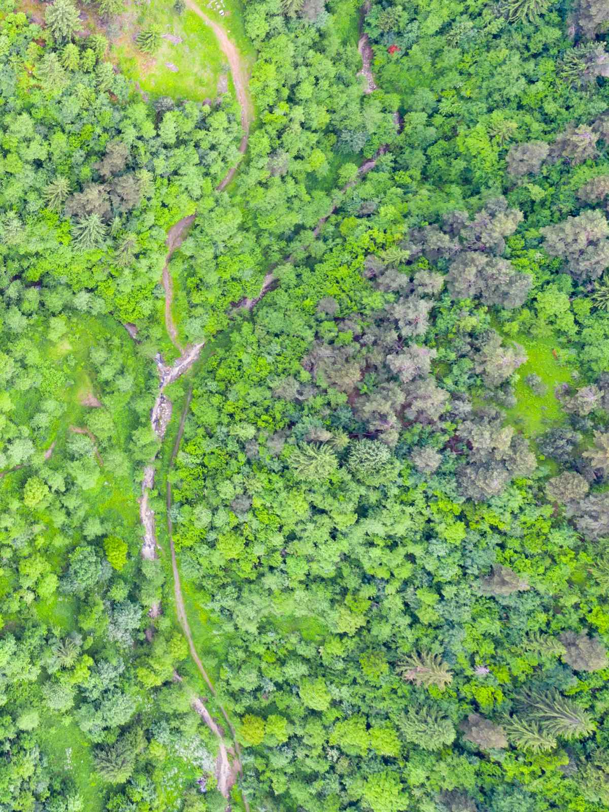 forest seen from above