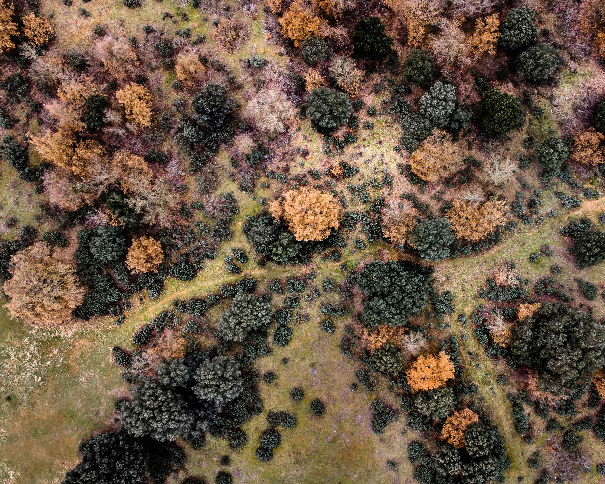 autumnal forest from above