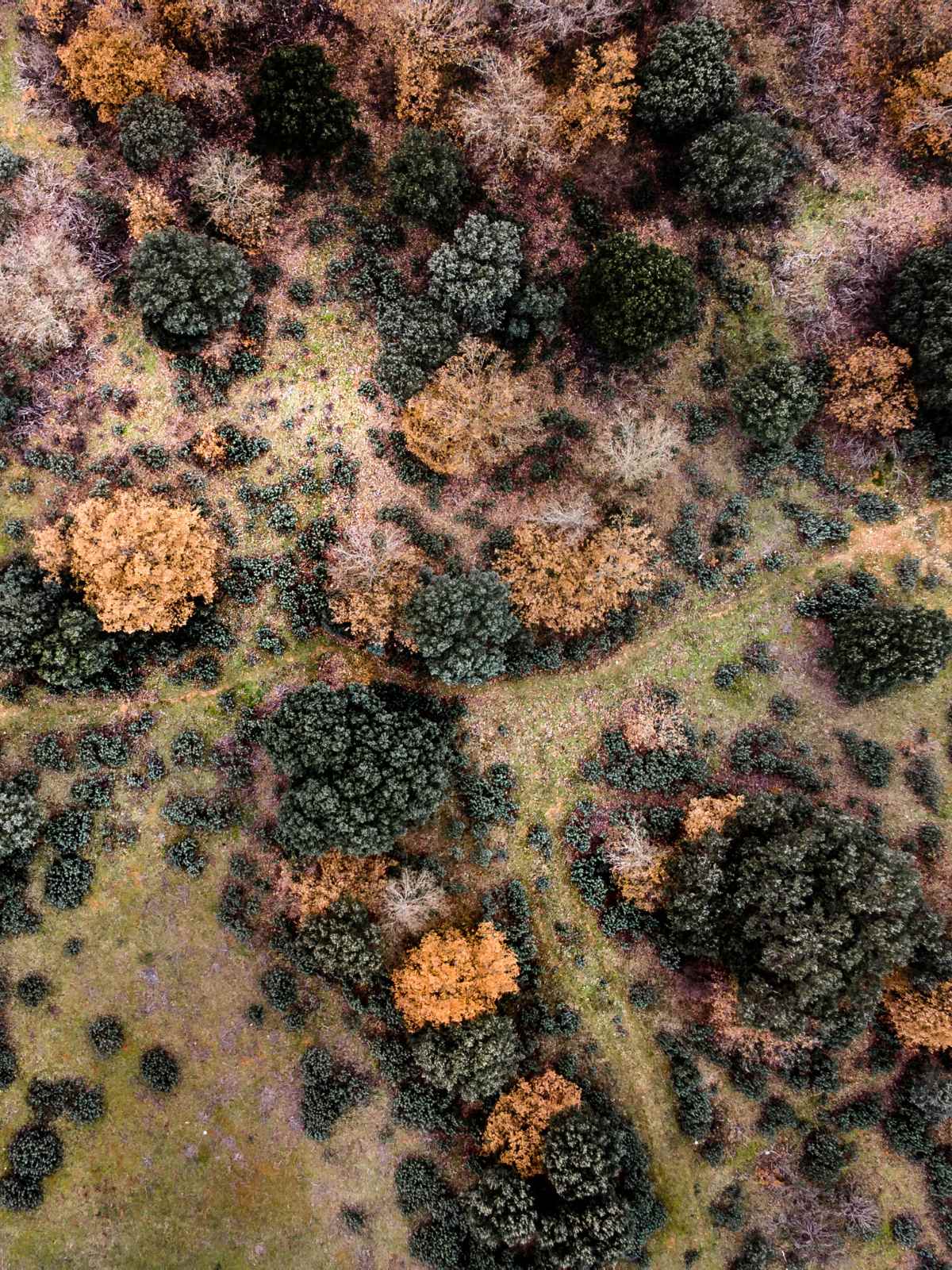 autumnal forest from above