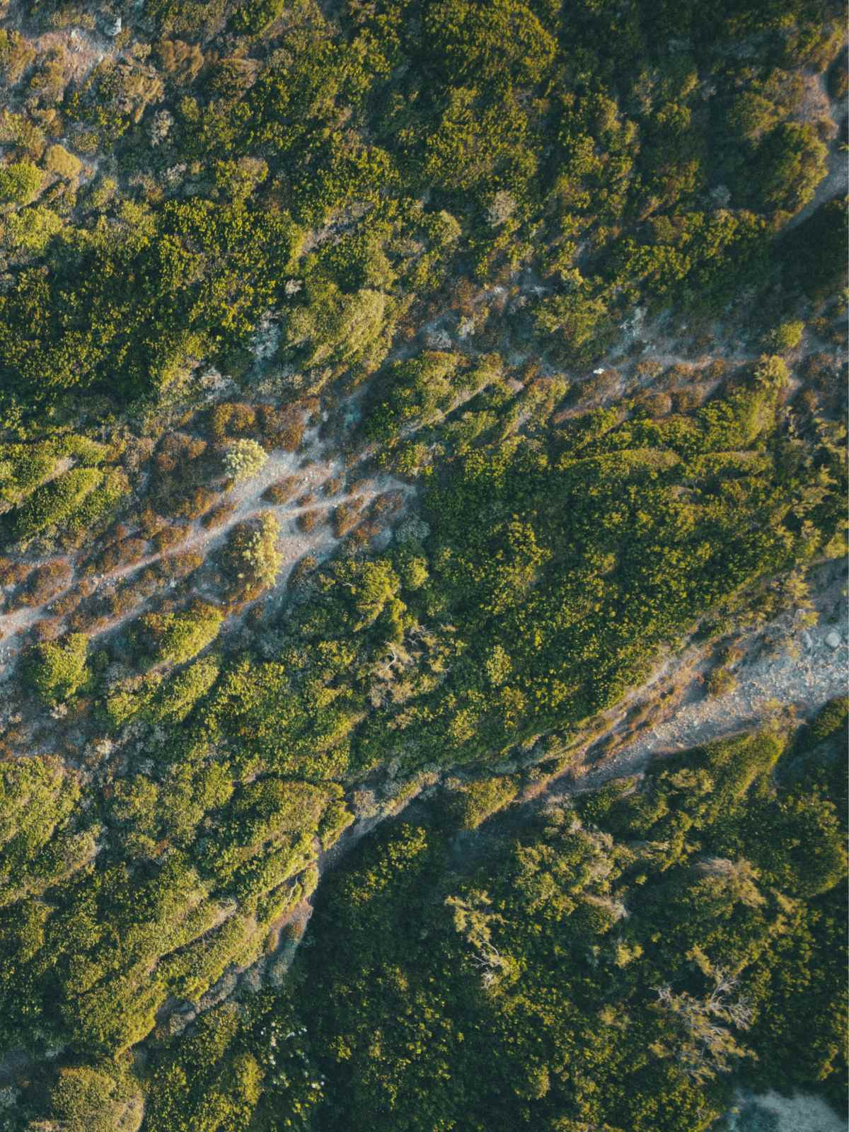 flora and trees seen from above