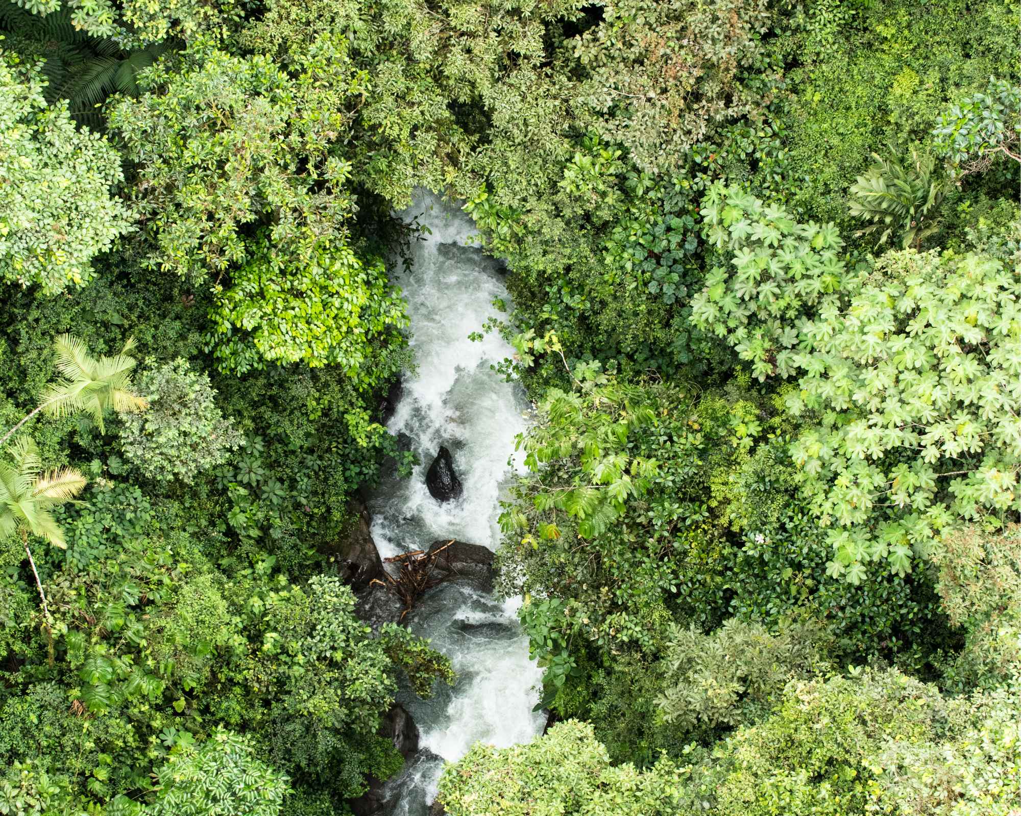 rainforest and waterway seen from above