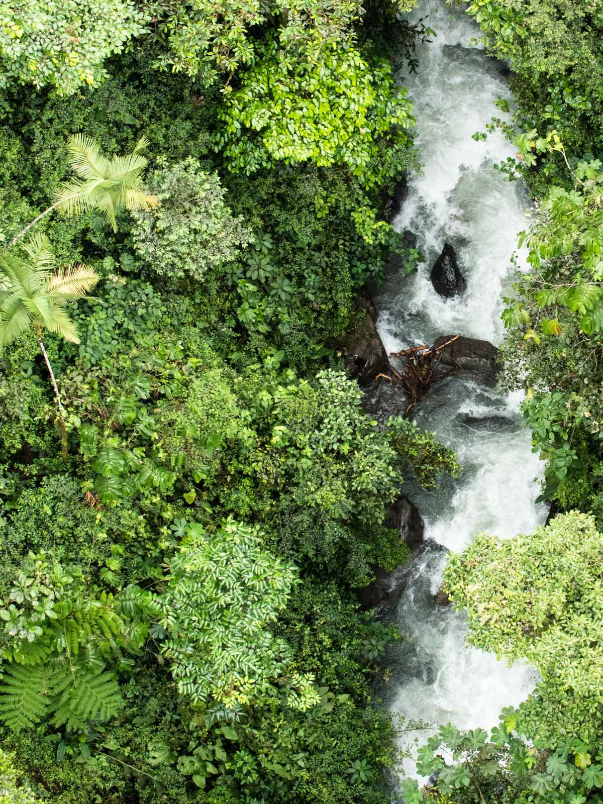 rainforest and waterway seen from above